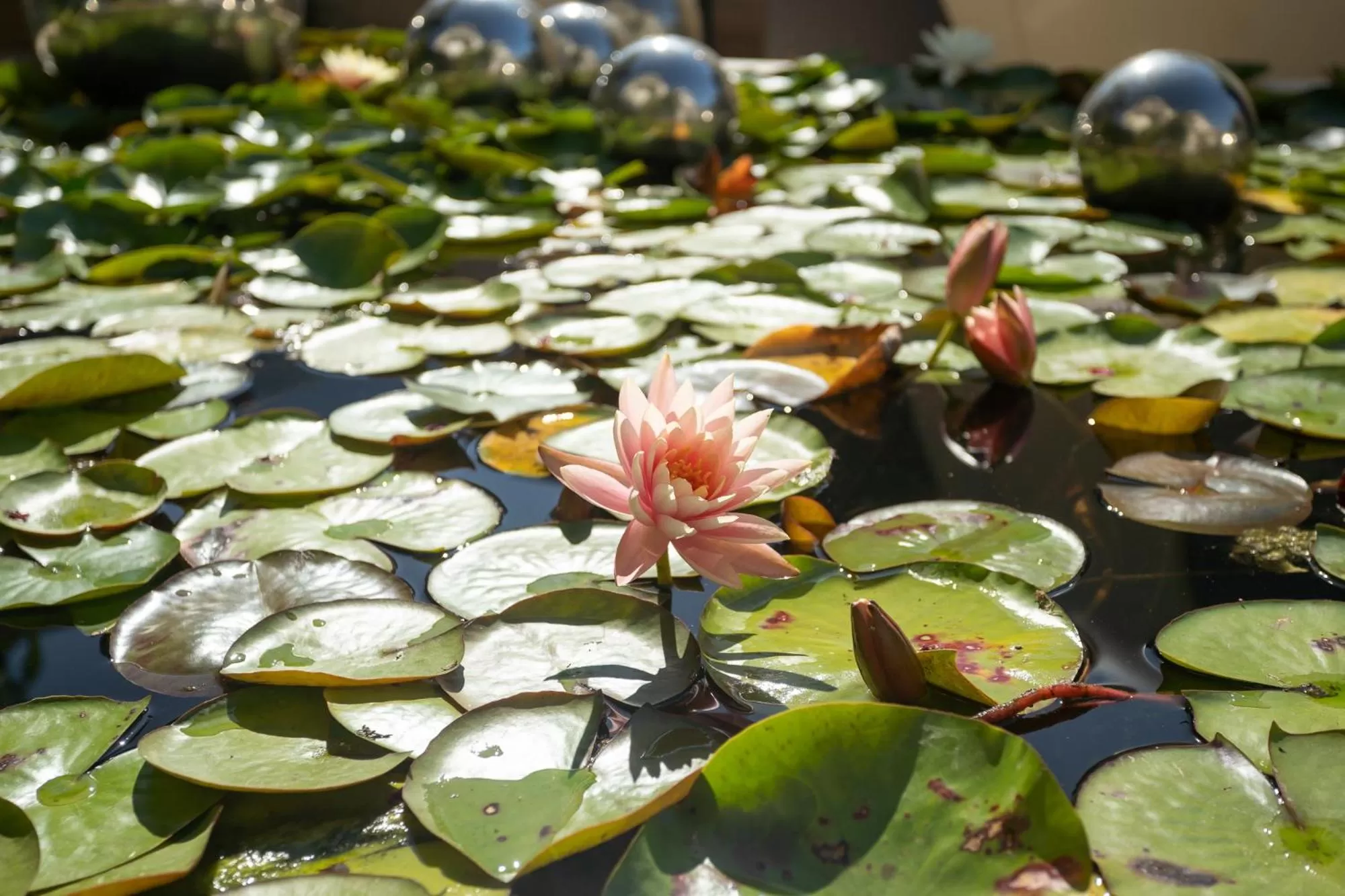 Garden in Hotel Villa Groff