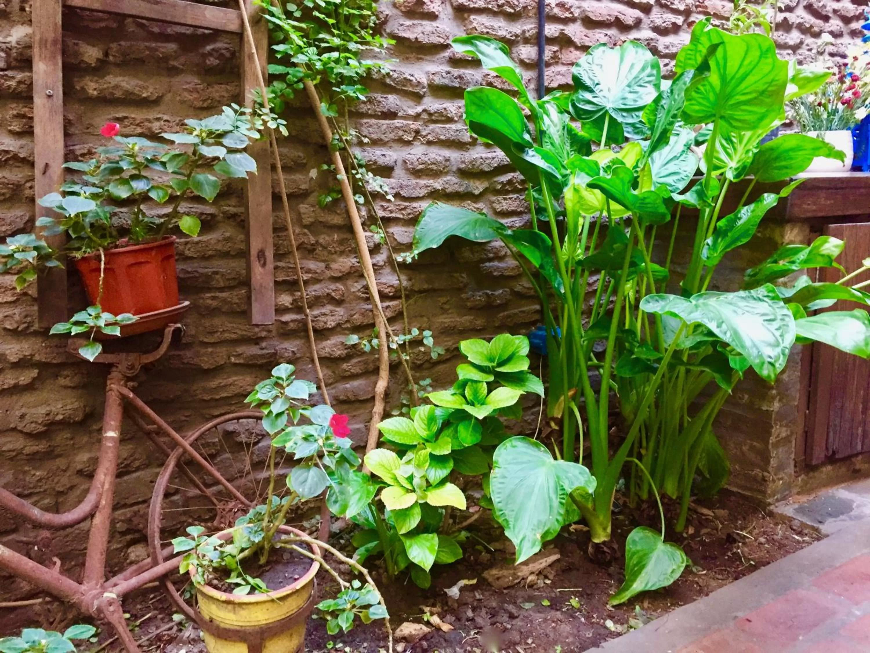 Garden in Lina's Tango Guesthouse