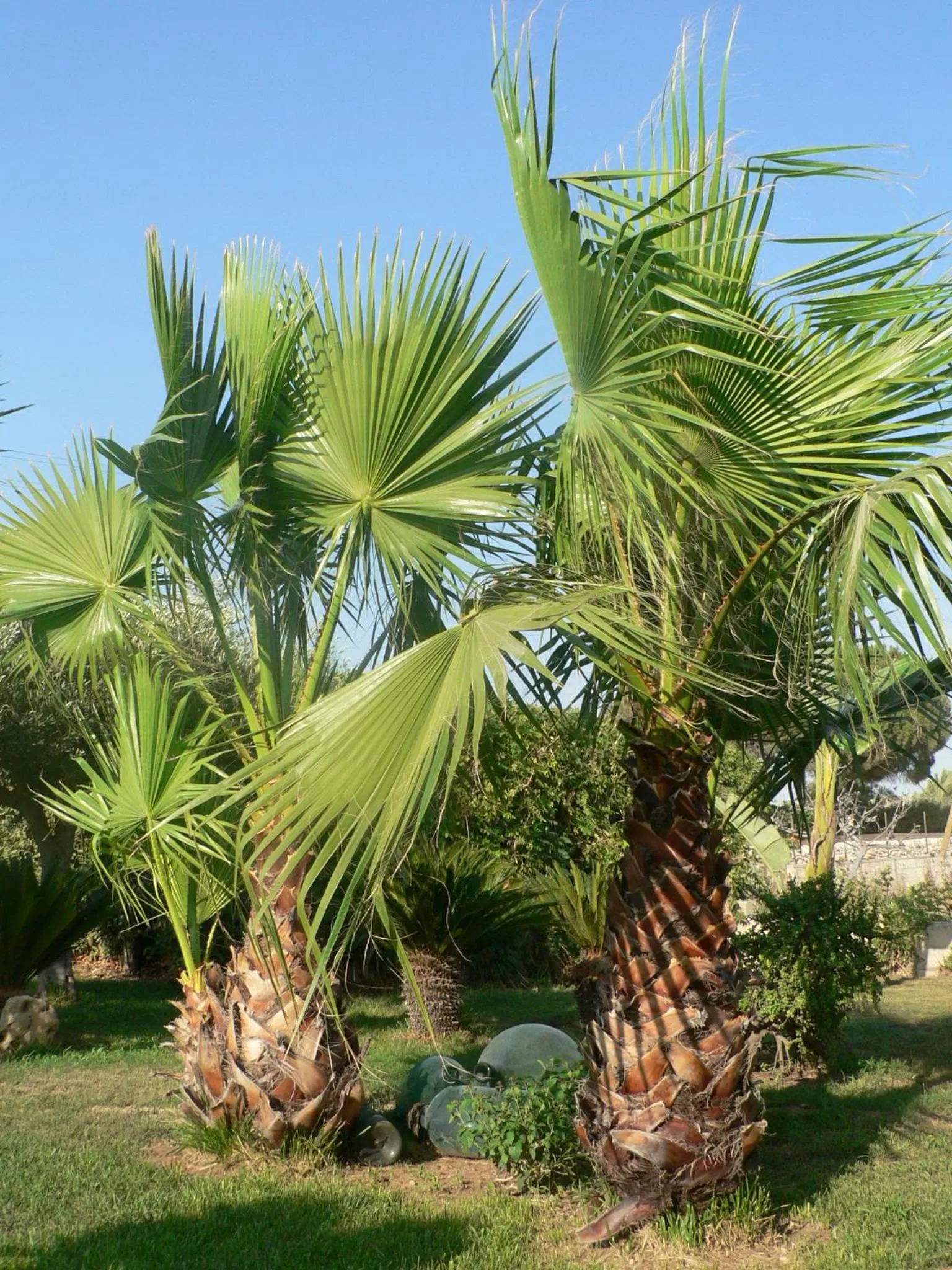 Garden in B&B Villa Francesco