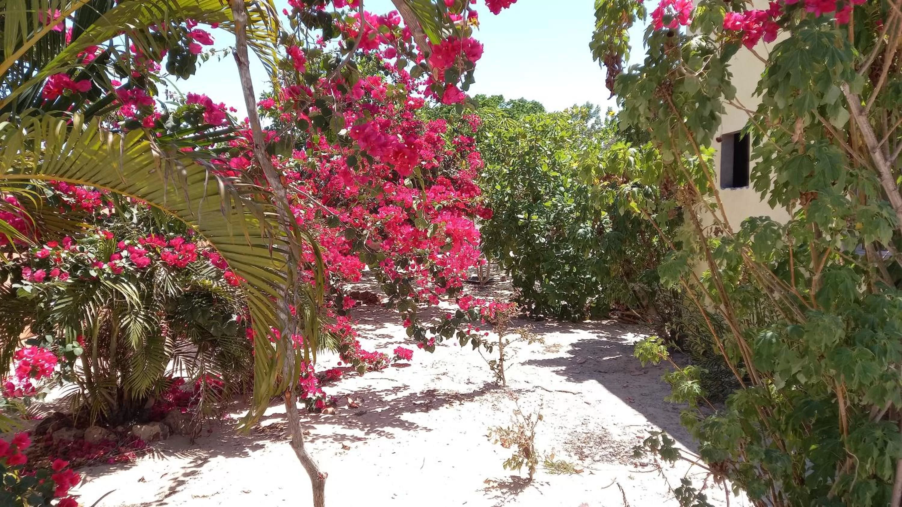Garden in Pousada Da Bell