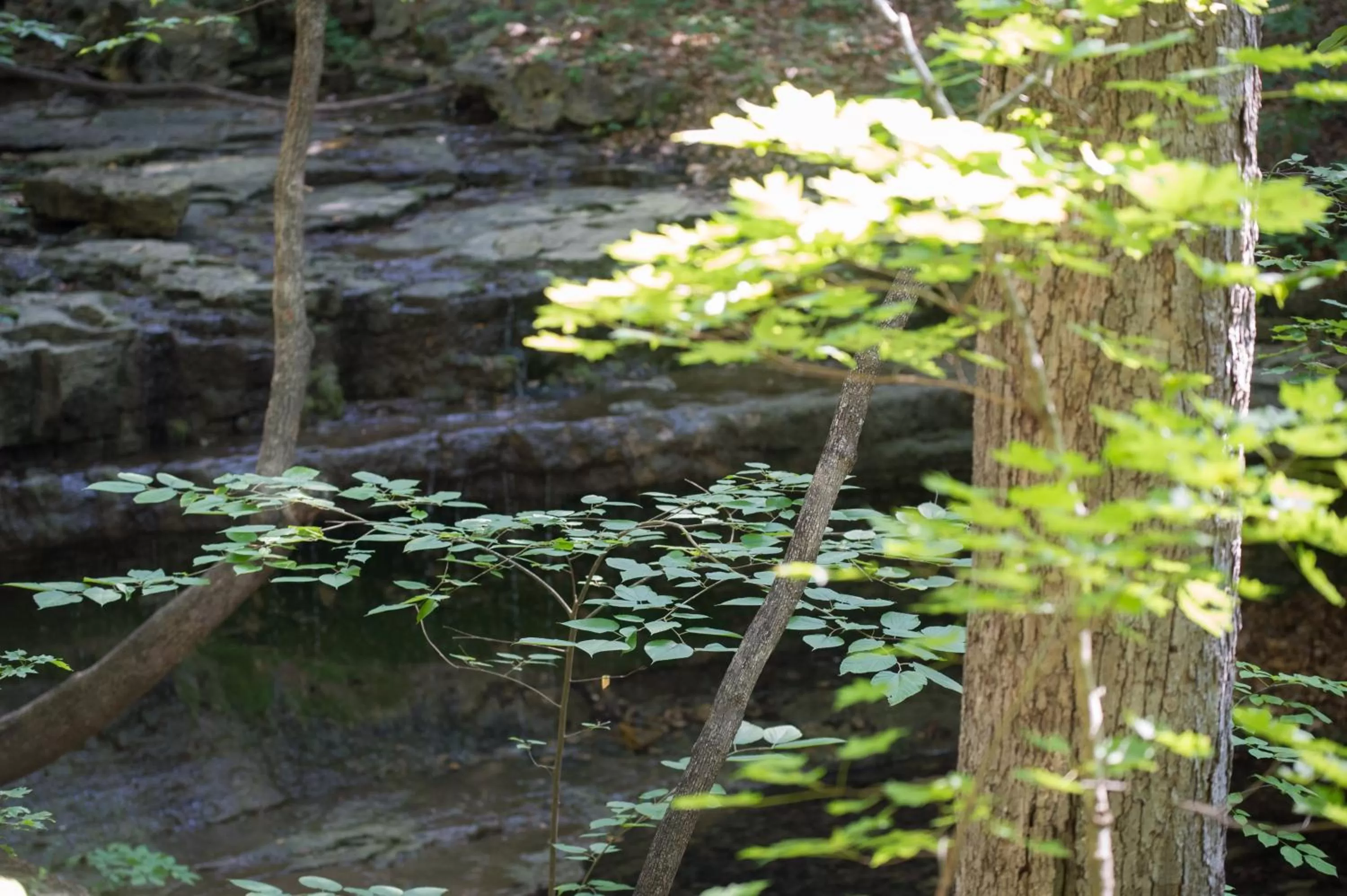 Area and facilities in Cabins at Green Mountain, Trademark Collection by Wyndham