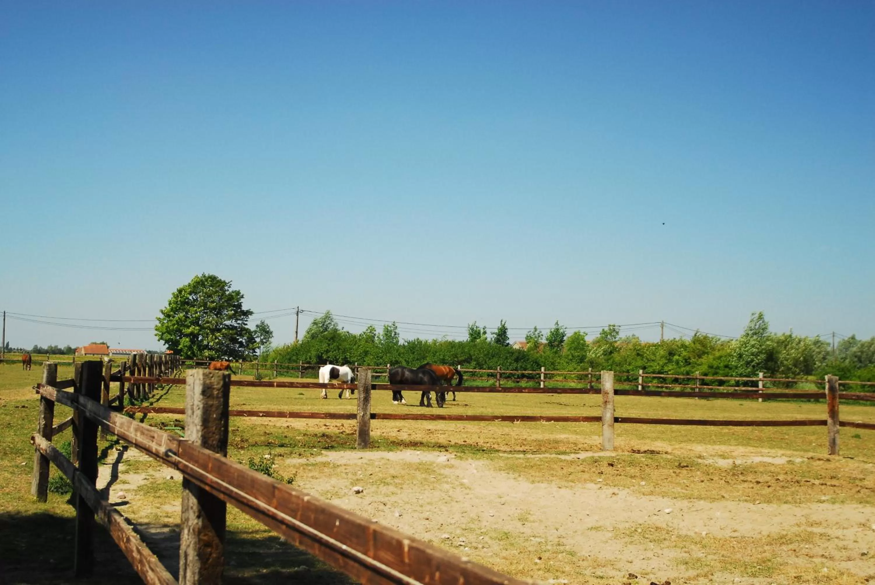Pets in B&B Het Schaliënhof