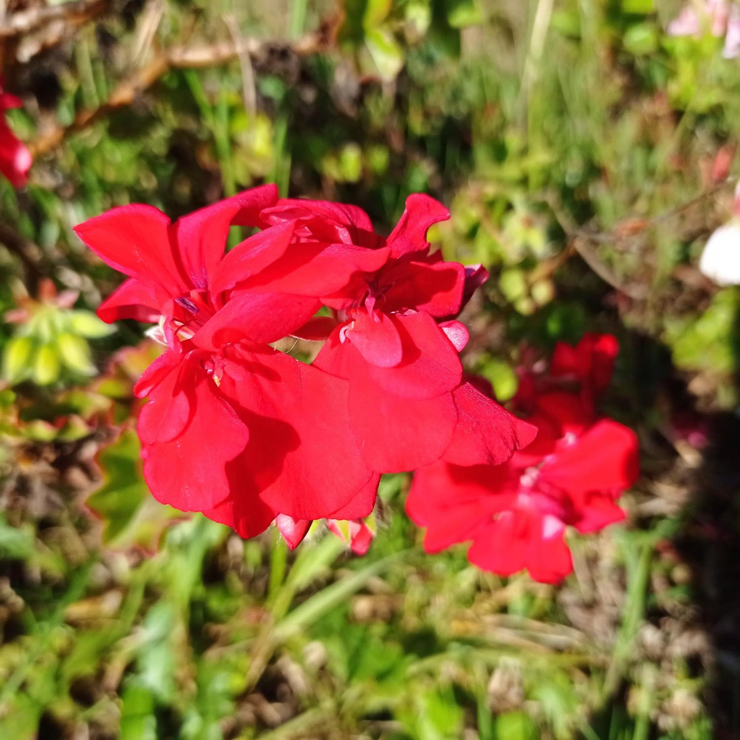 Hotel Refugio Pozo Azul