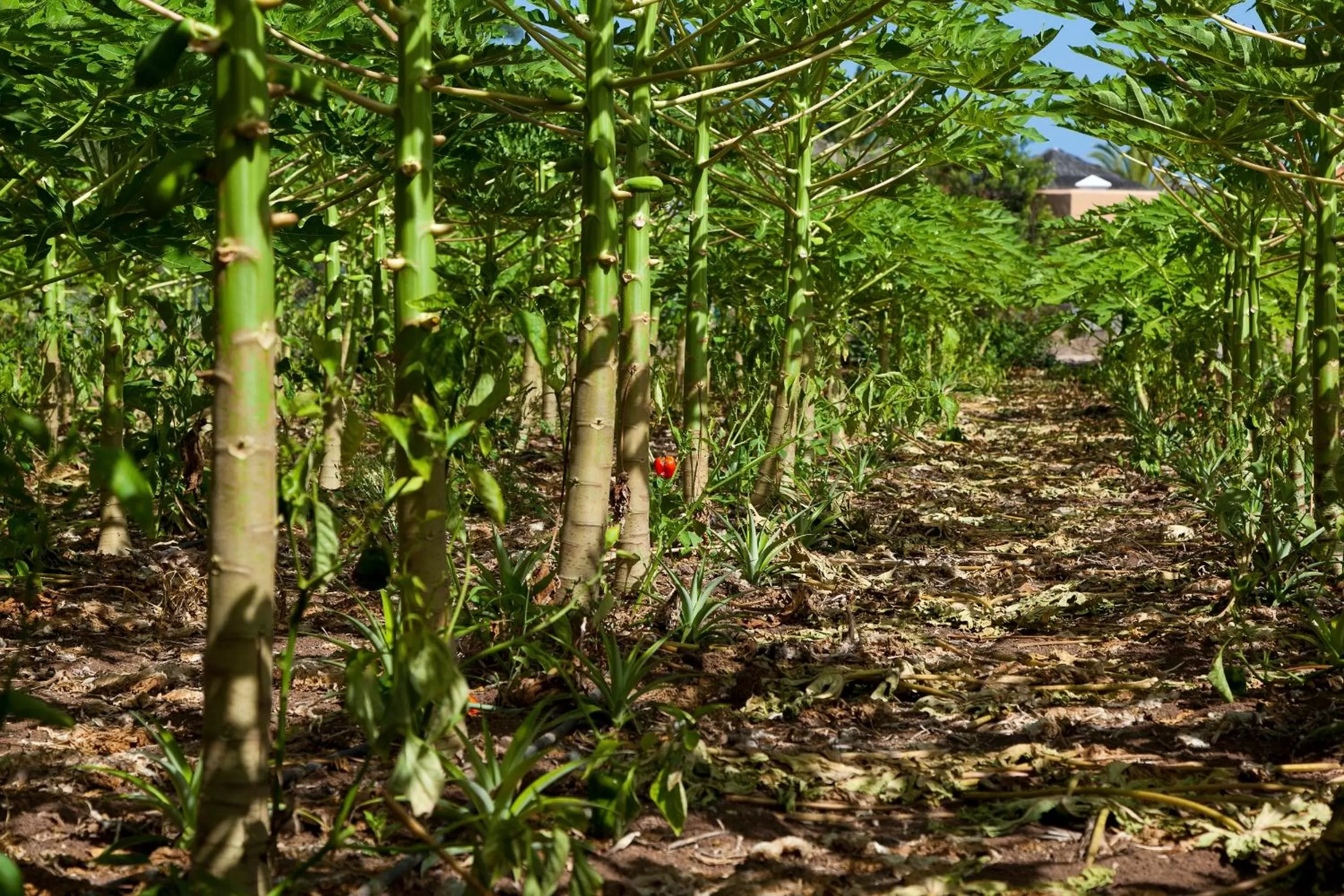 Area and facilities in Hotel Jardín Tecina