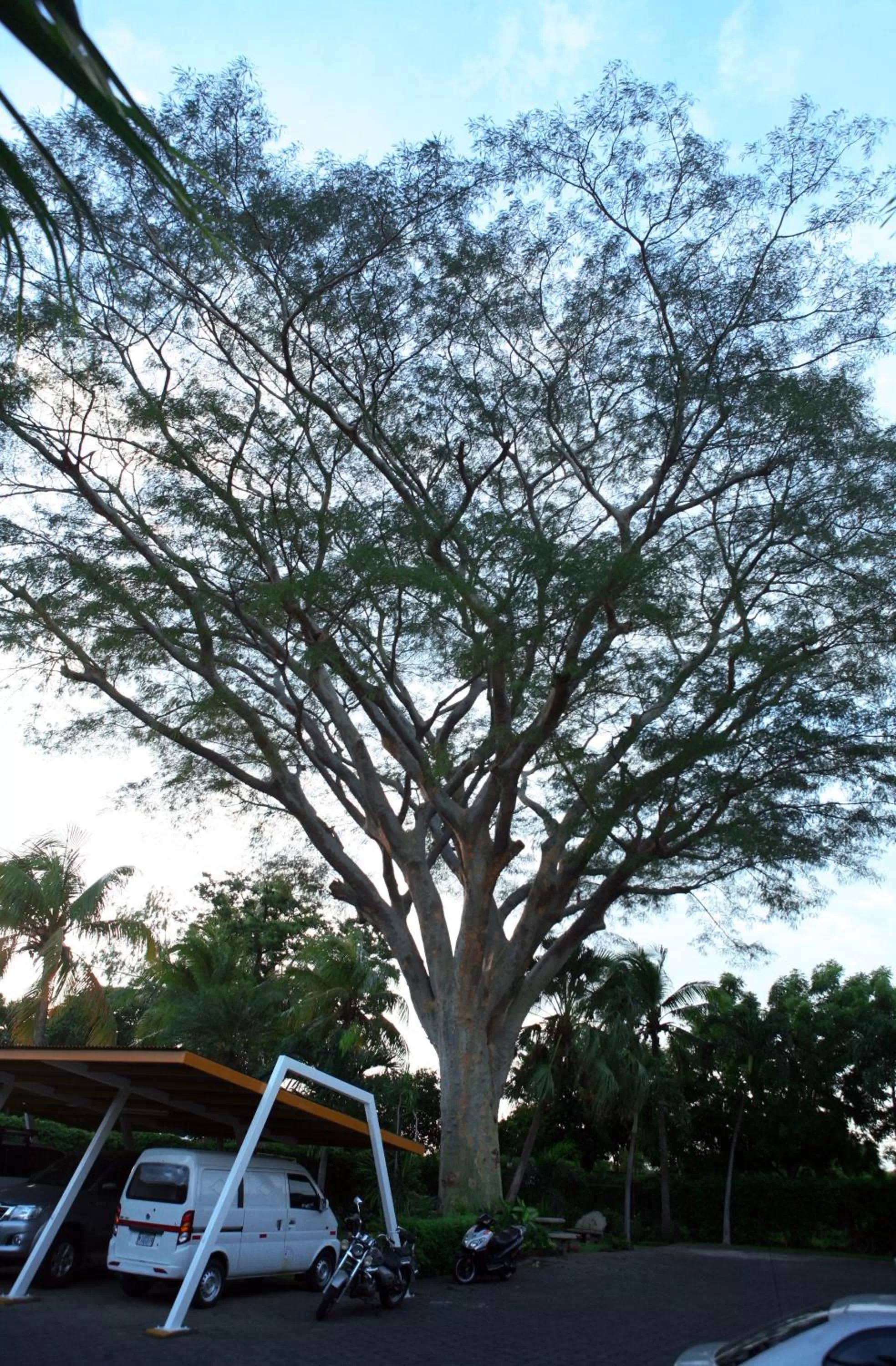 Garden view, Winter in Hotel Estrella