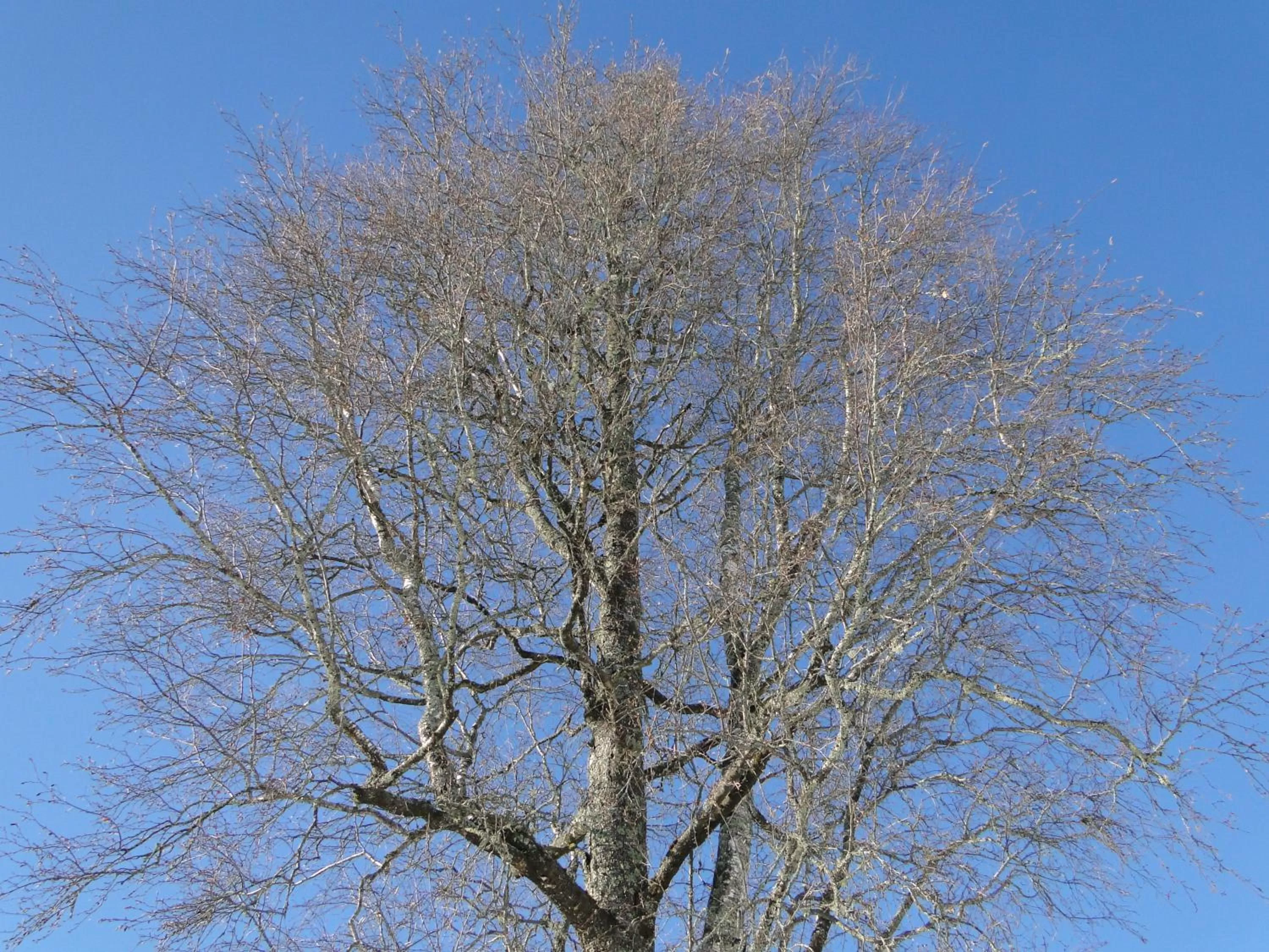 Winter in Sunne Hembygdsgård B&B