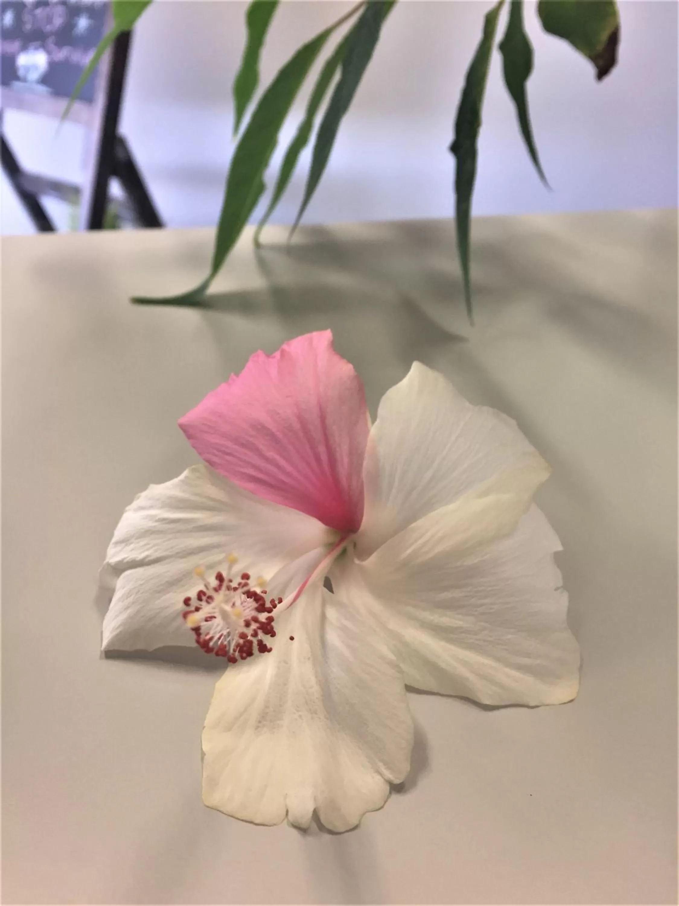 Garden in Ceduna Motor Inn