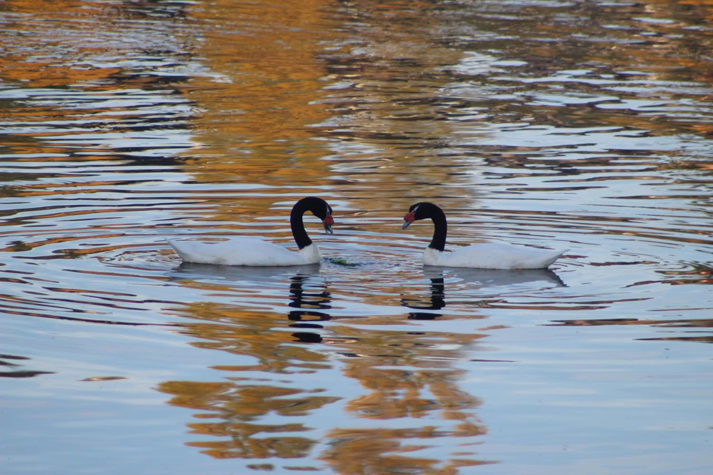 Other, Other Animals in Palafito 1326 Hotel Boutique Chiloé