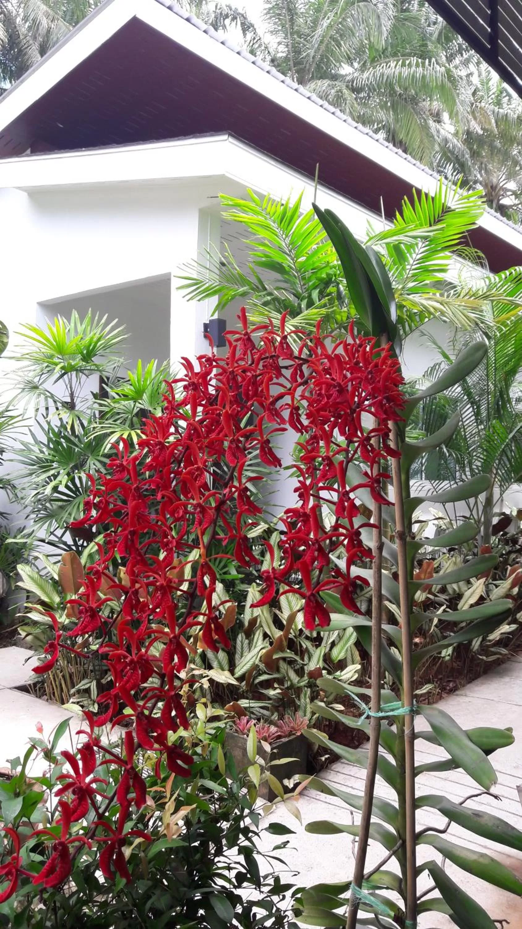 Garden view in The Fong Krabi resort