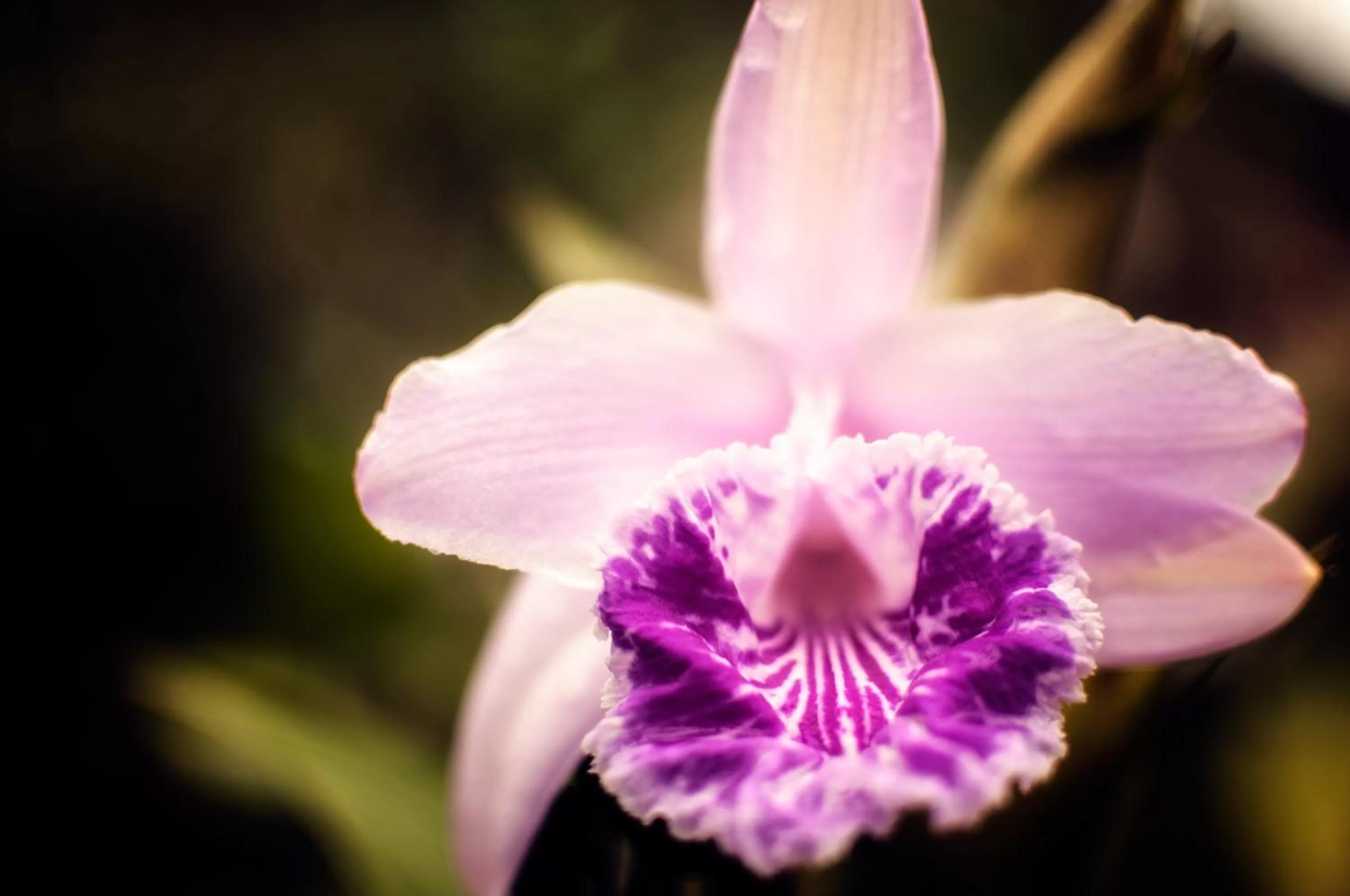 Garden in Spa Hosteria Miramelindo