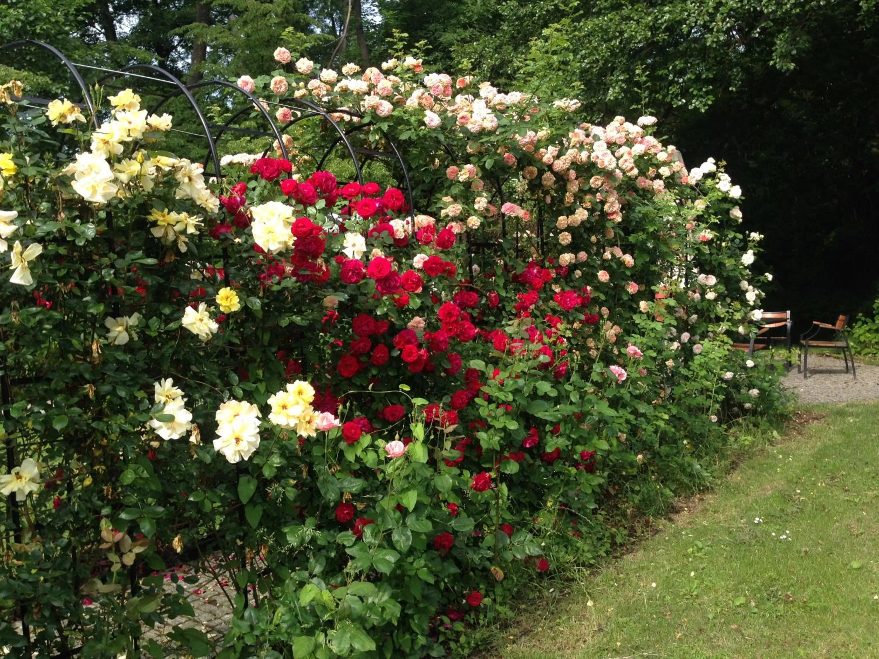 Garden in Hotel Willa Starosty