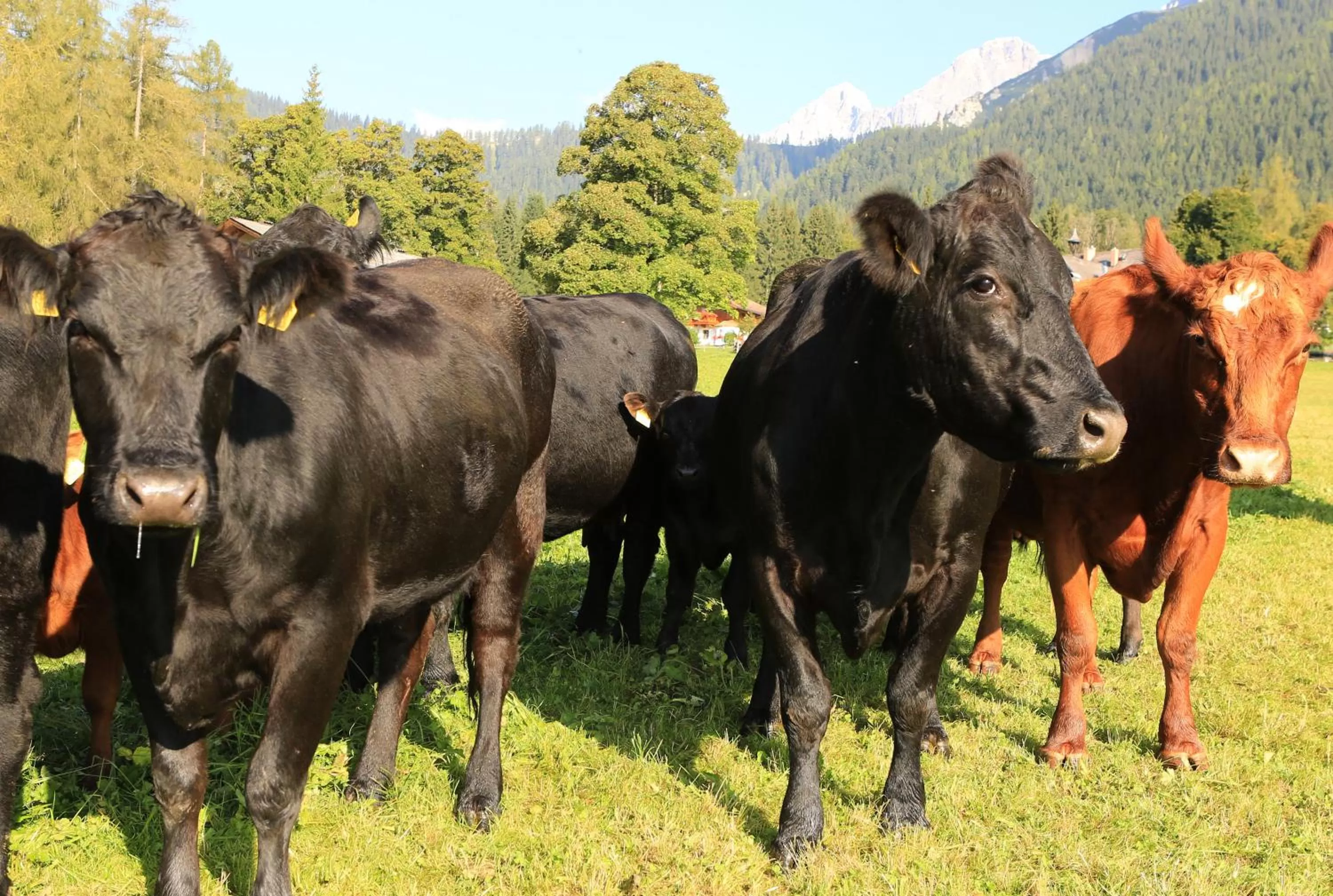 Animals in Naturhotel Lärchenhof