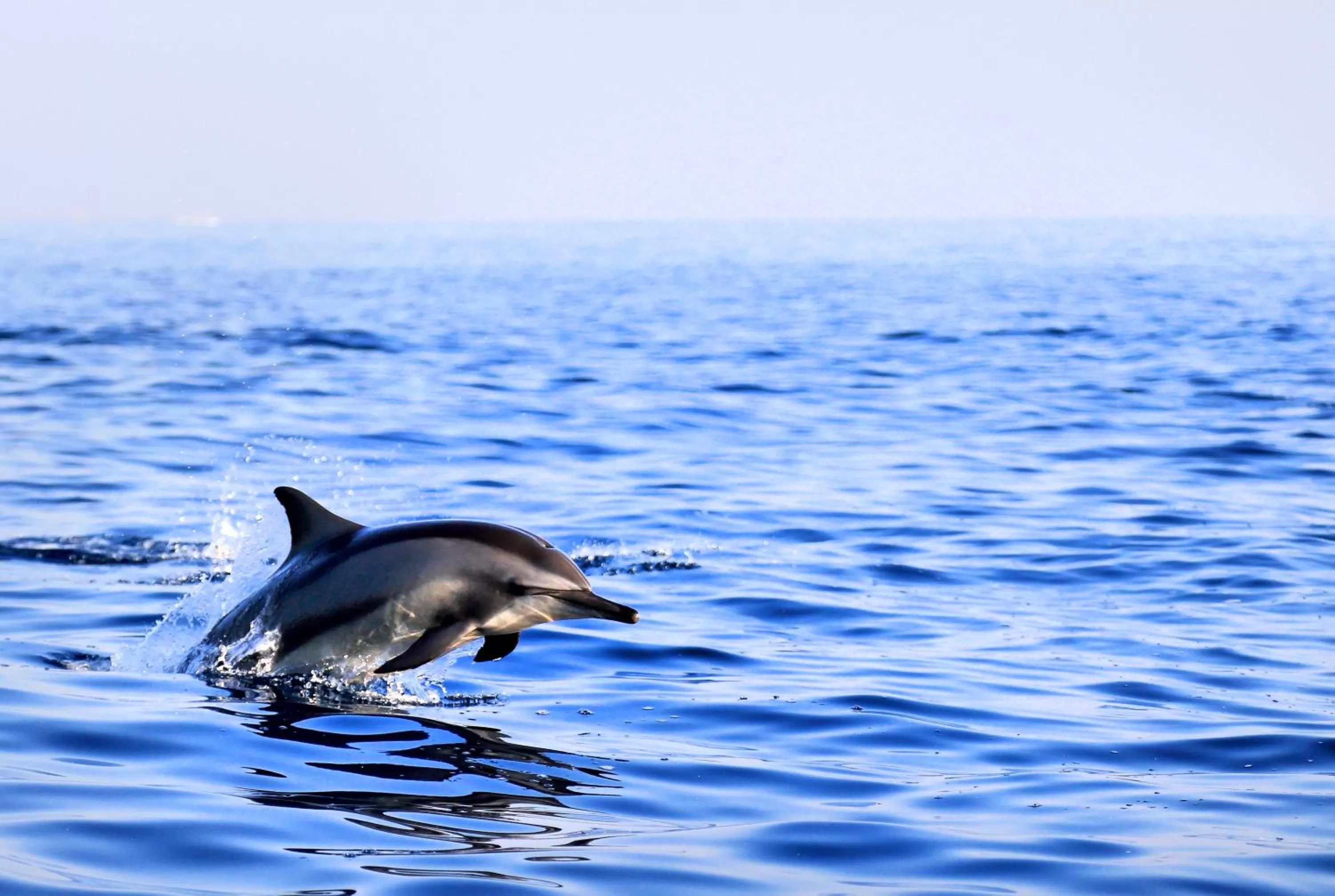 Animals in Puri Saron Hotel Baruna Beach Lovina