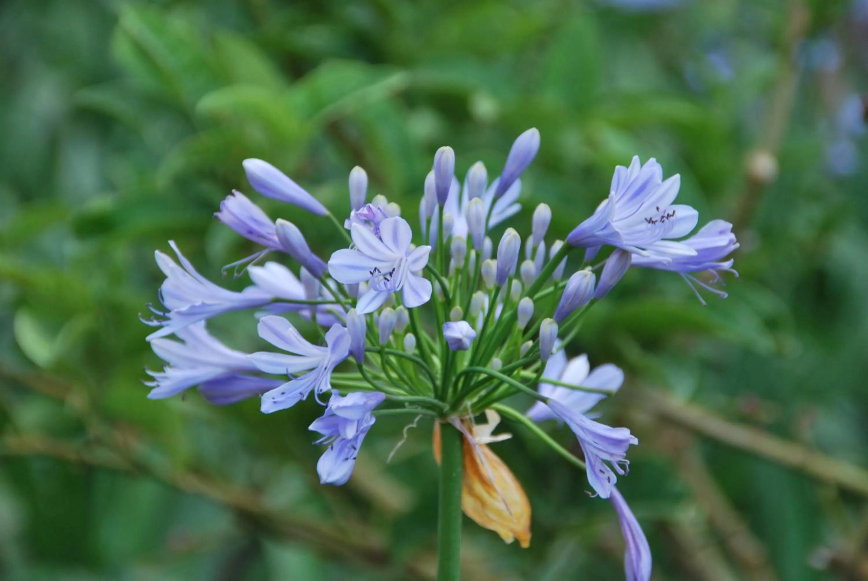 Garden in Hotel Andalucia