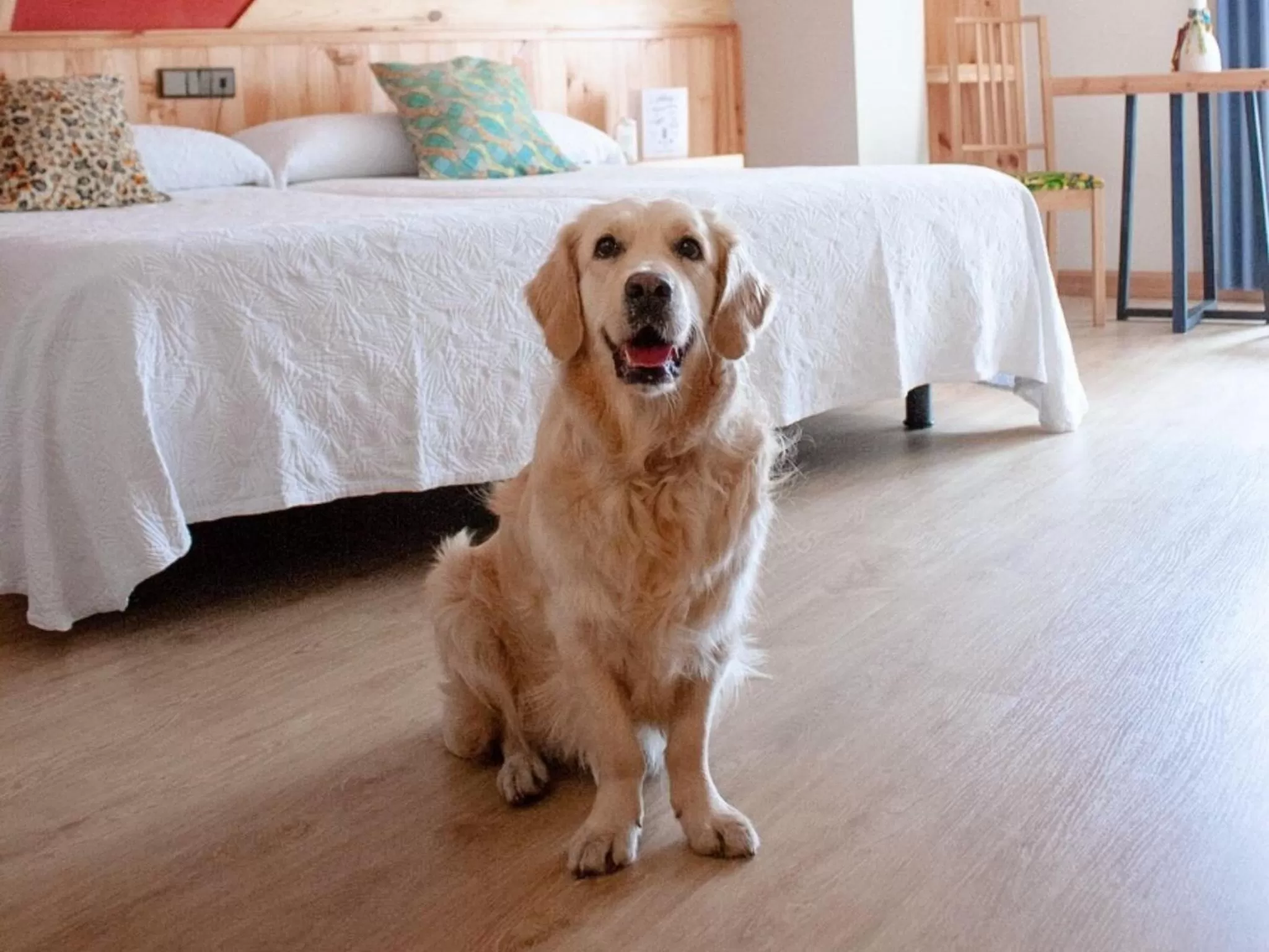 Animals, Bed in Hotel San Miguel