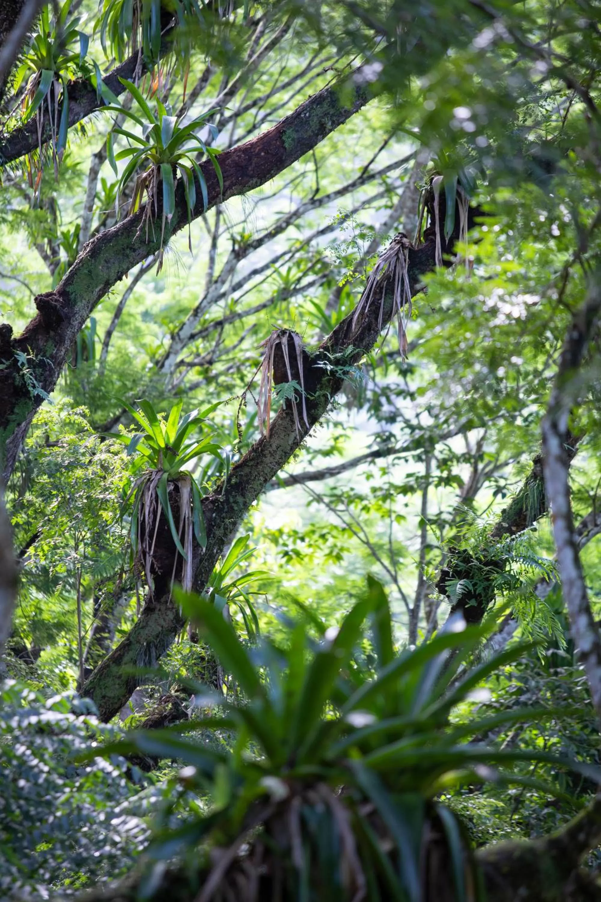 Natural landscape in Pumilio Mountain & Ocean Hotel