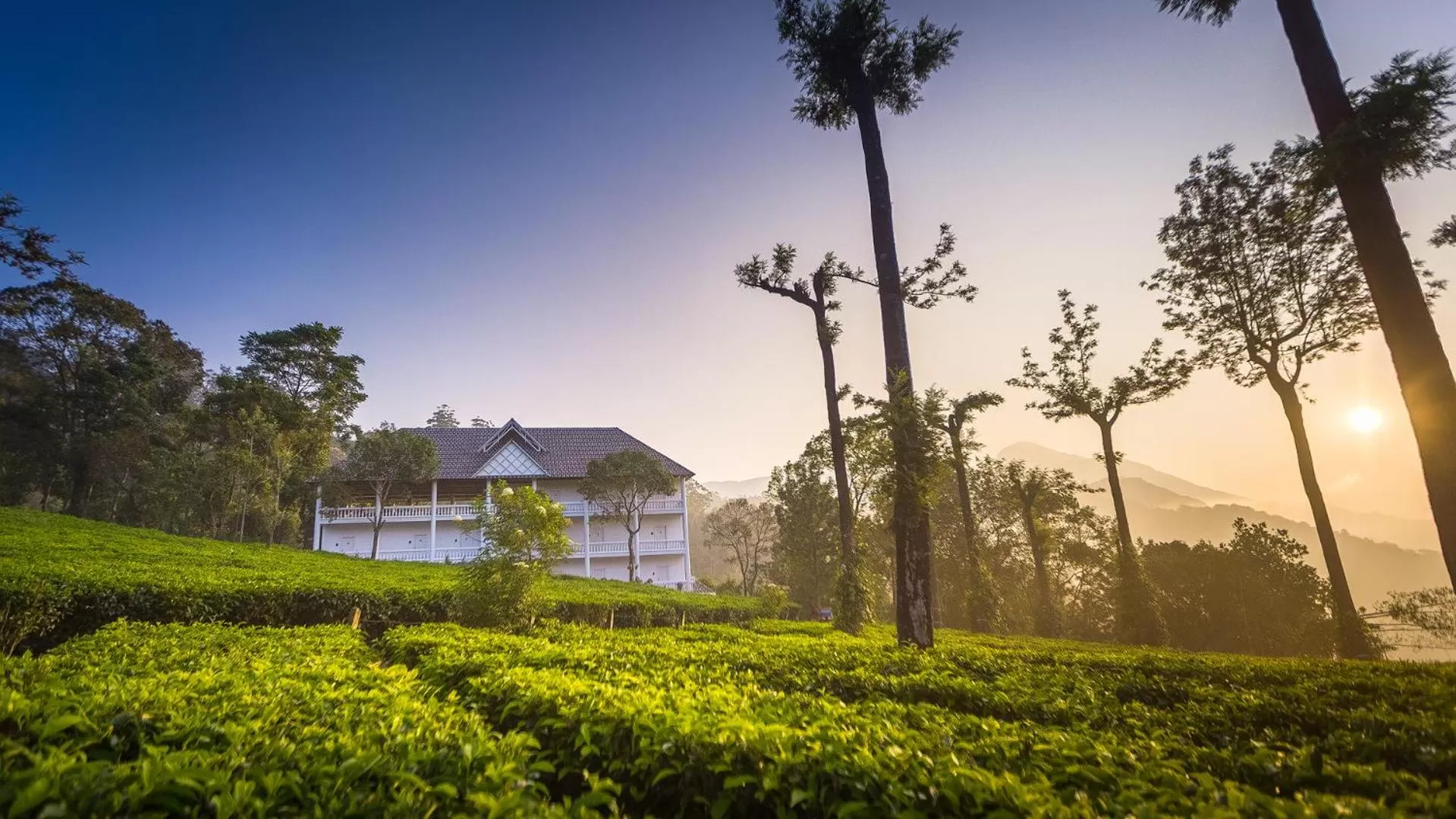 Bird's eye view in Tea Harvester