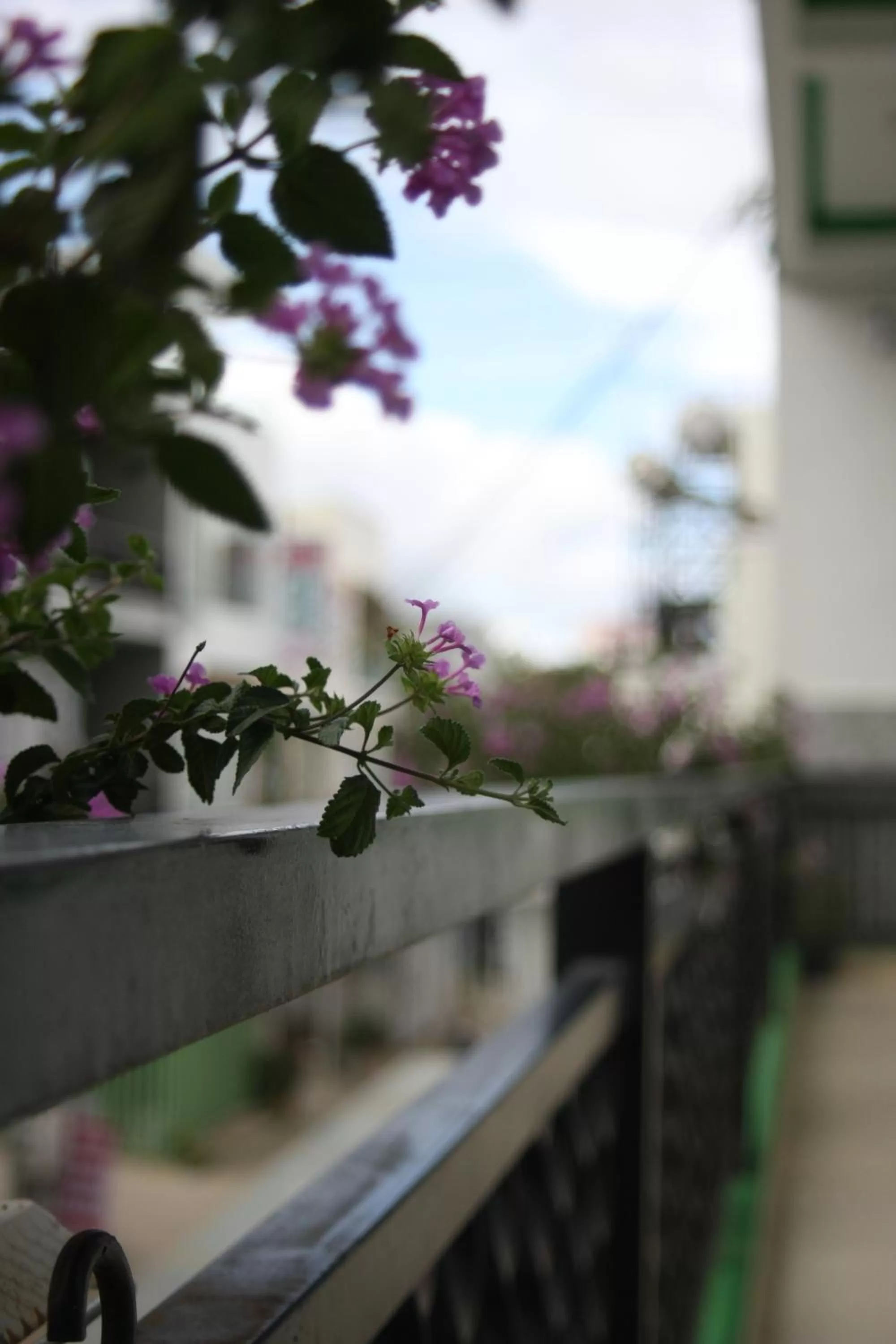 View (from property/room) in Cherry House Đà Lạt