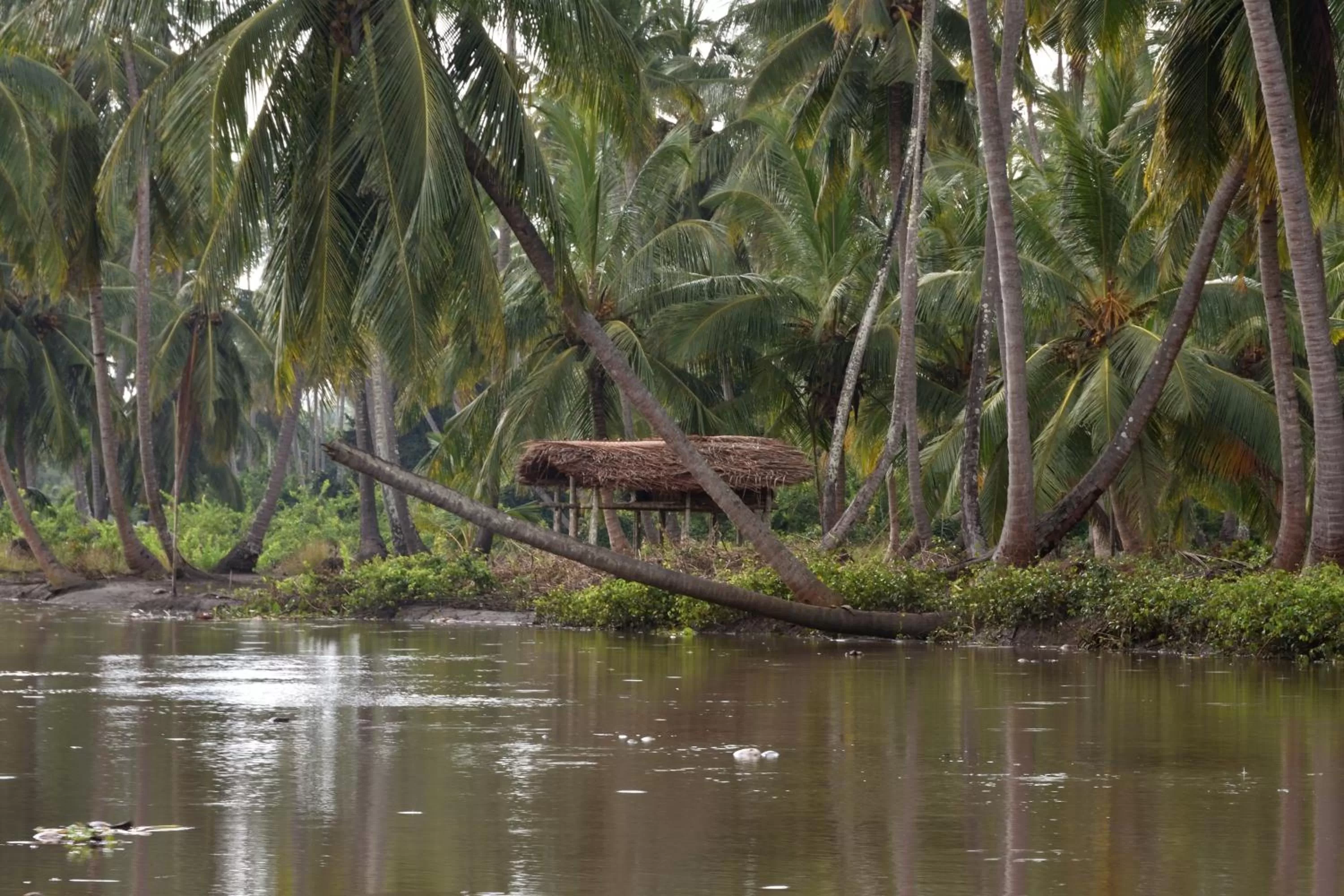 Entertainment, Other Animals in Bahari Pori Resort
