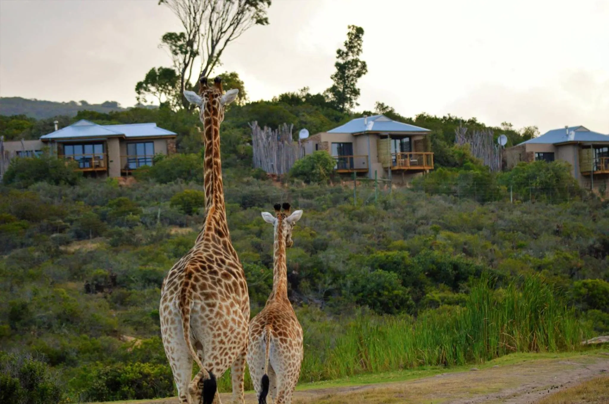 Animals in Garden Route Game Lodge