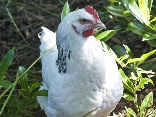 Other in The Old Post Office, Lanchester