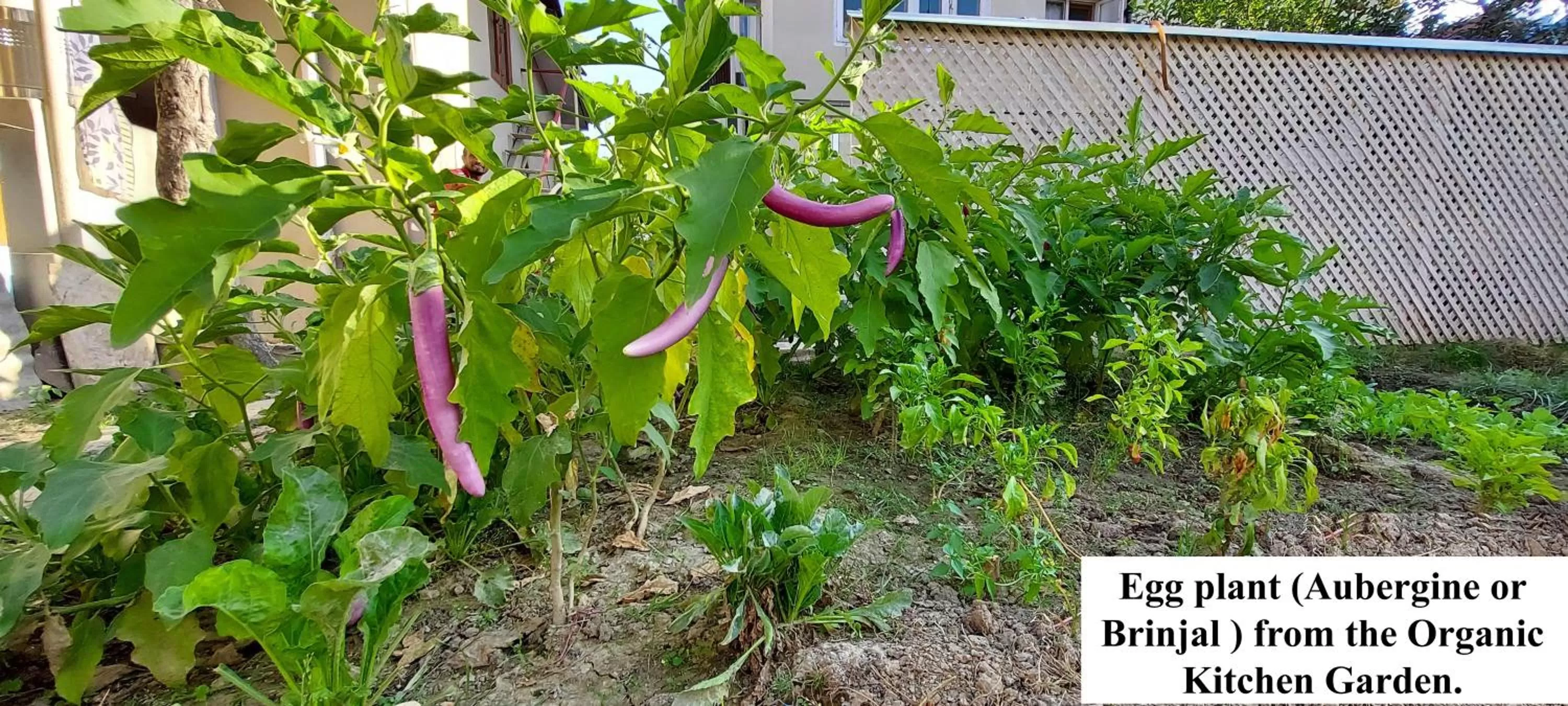 Garden in Ikraam Inn Bed & Breakfast