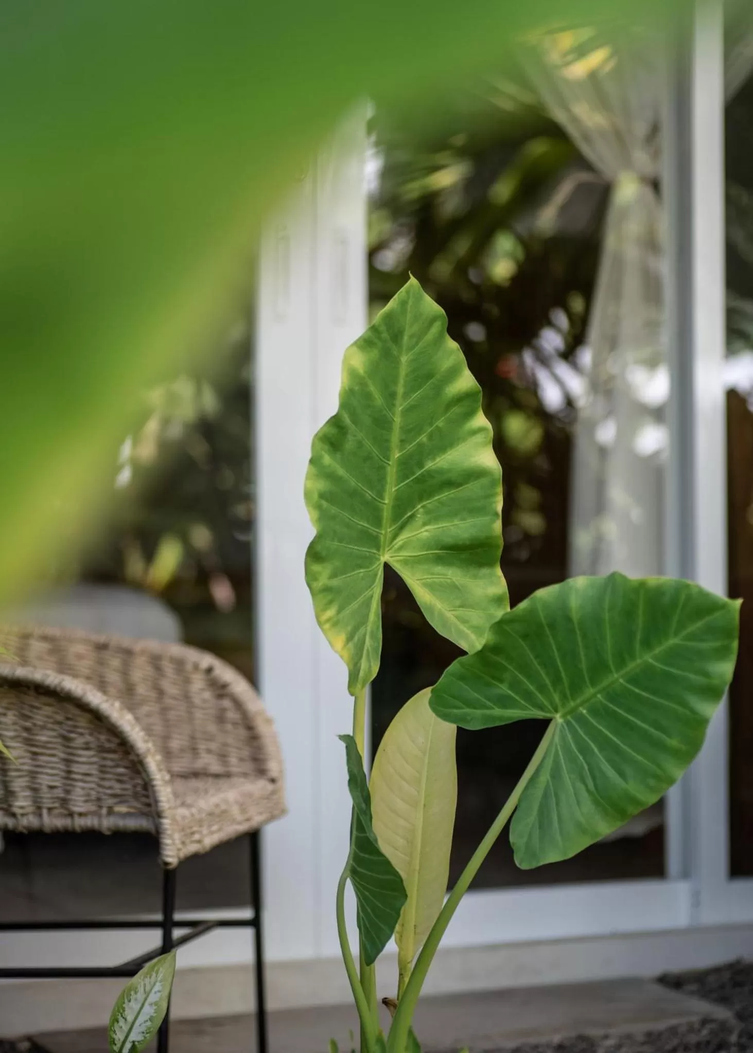 Balcony/Terrace in Marii Hotel Boutique