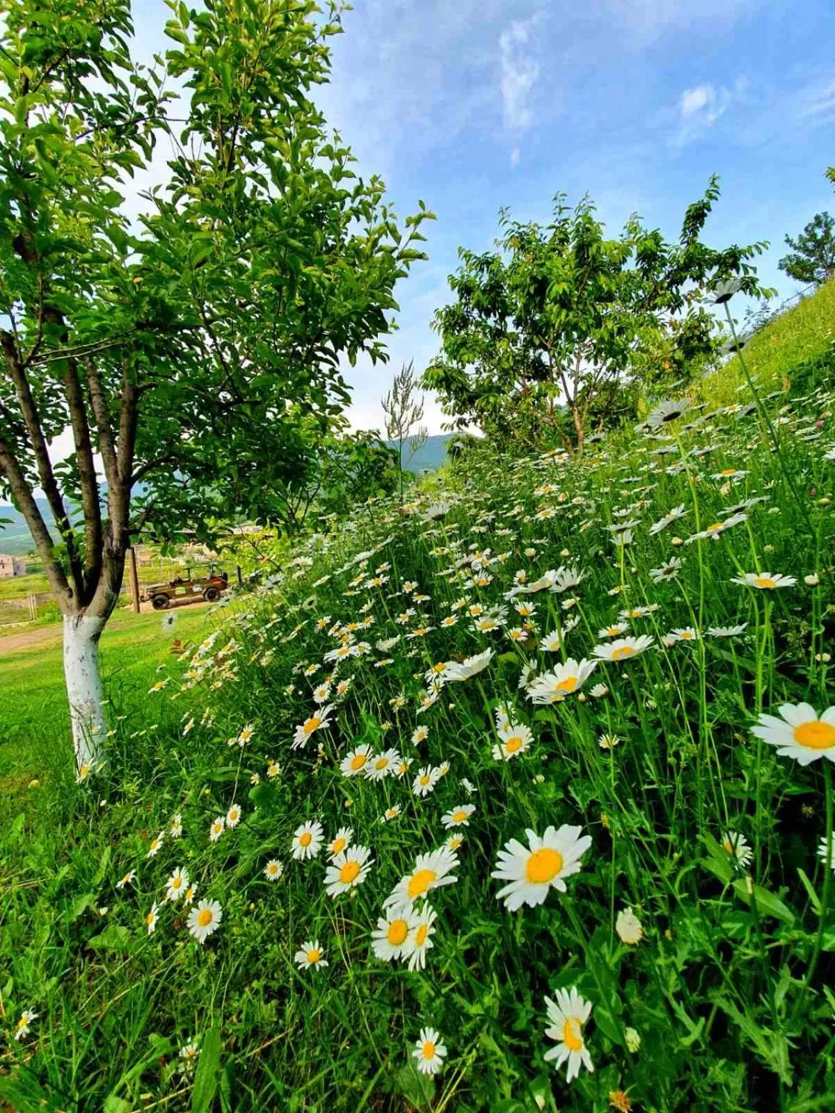 Spring, Garden in Guest house Ijevan's Garden