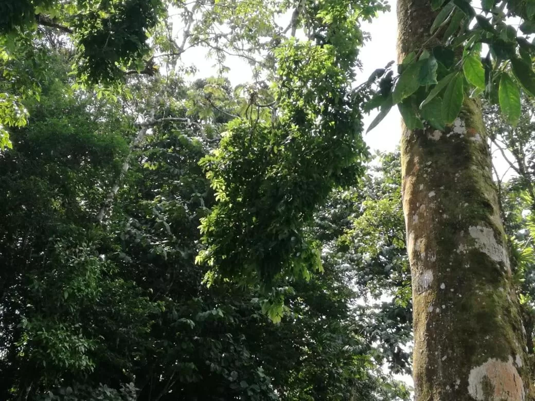 Natural landscape in Casona Rústica & Bungalow