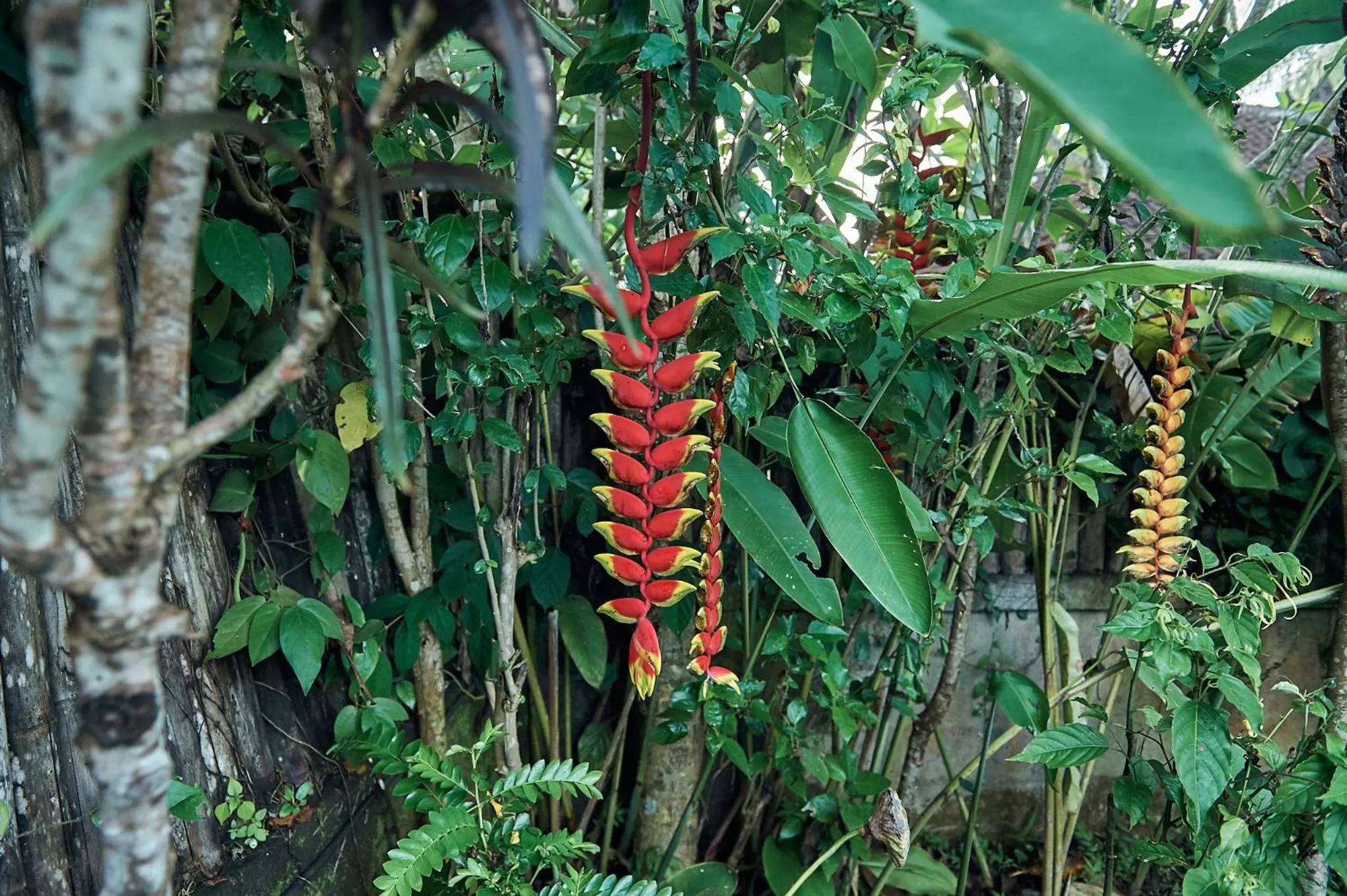 Natural landscape in Lembah Sentosa
