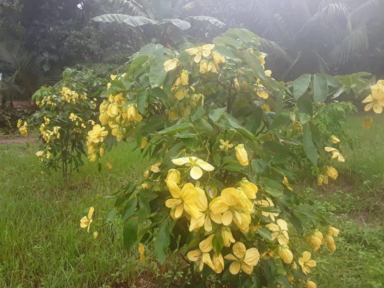 Natural landscape, Garden in Lake Bliss