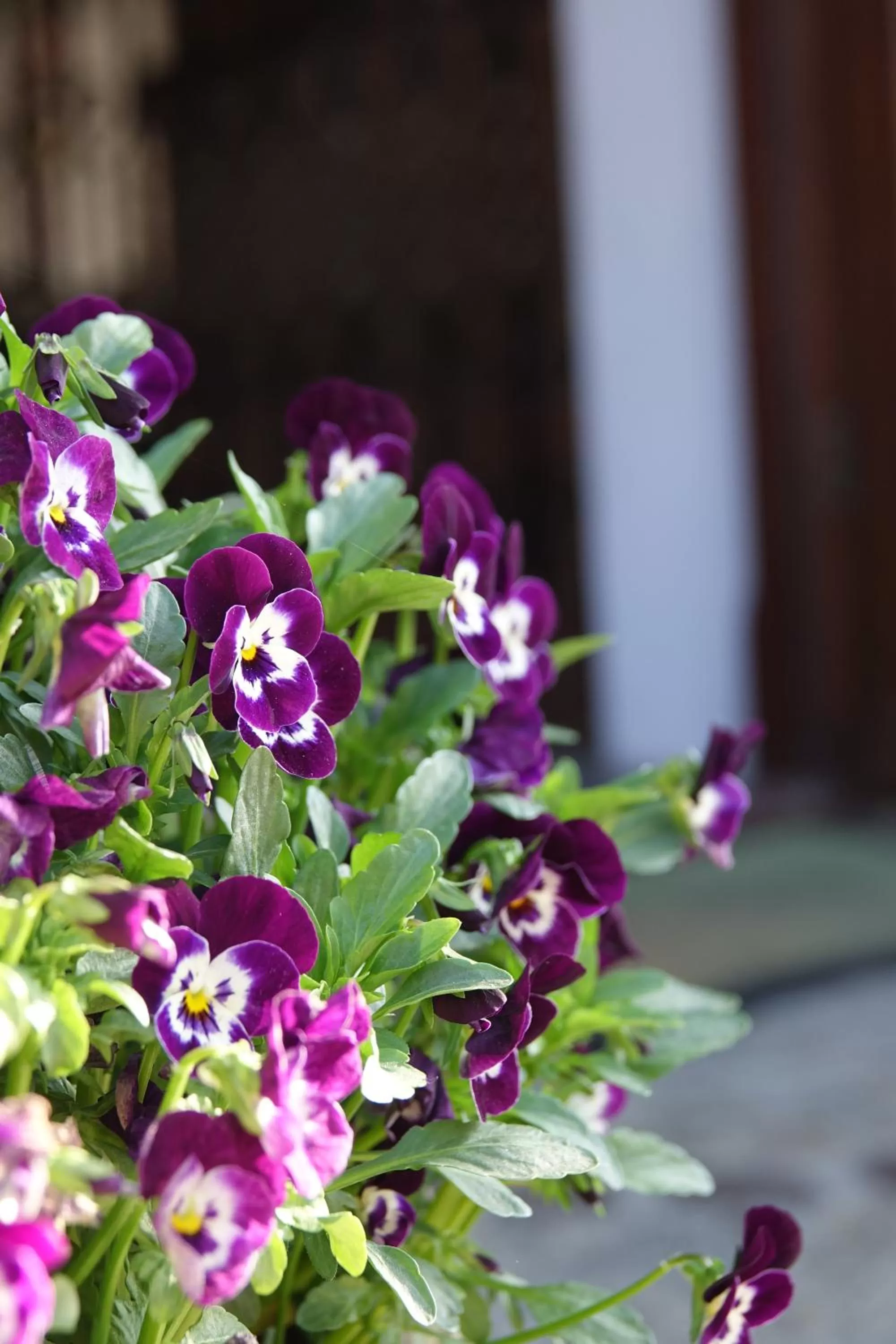 Property building in Gościniec Dworski w Ropie