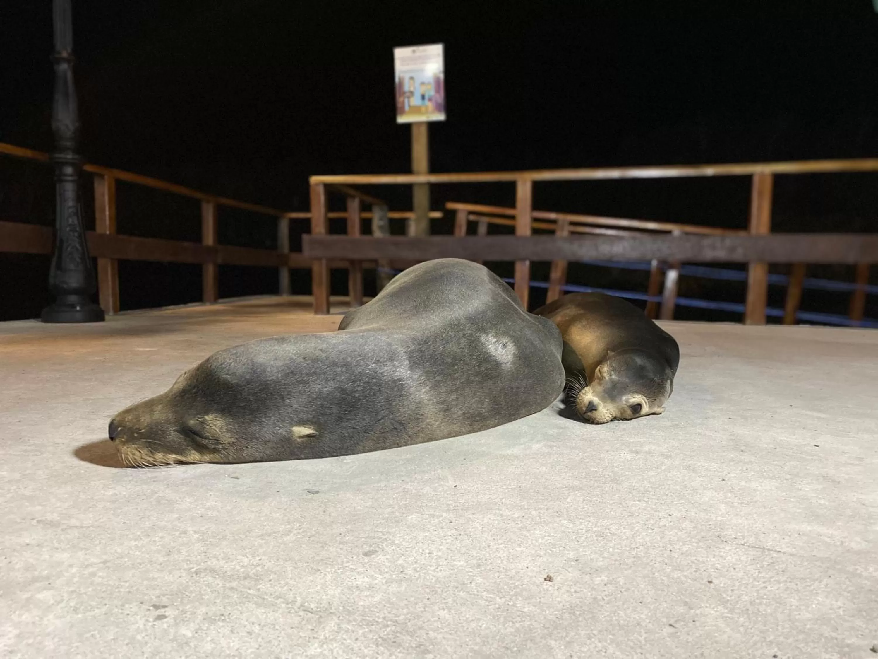 Nearby landmark, Other Animals in La Peregrina Galapagos B&B