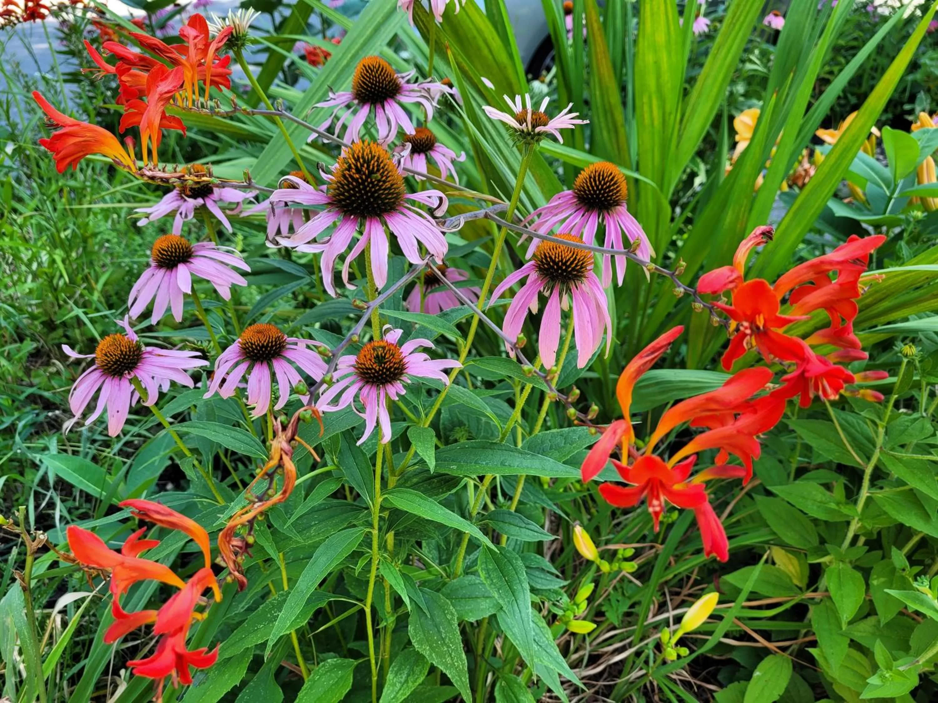 Garden in Buffalo Harmony House