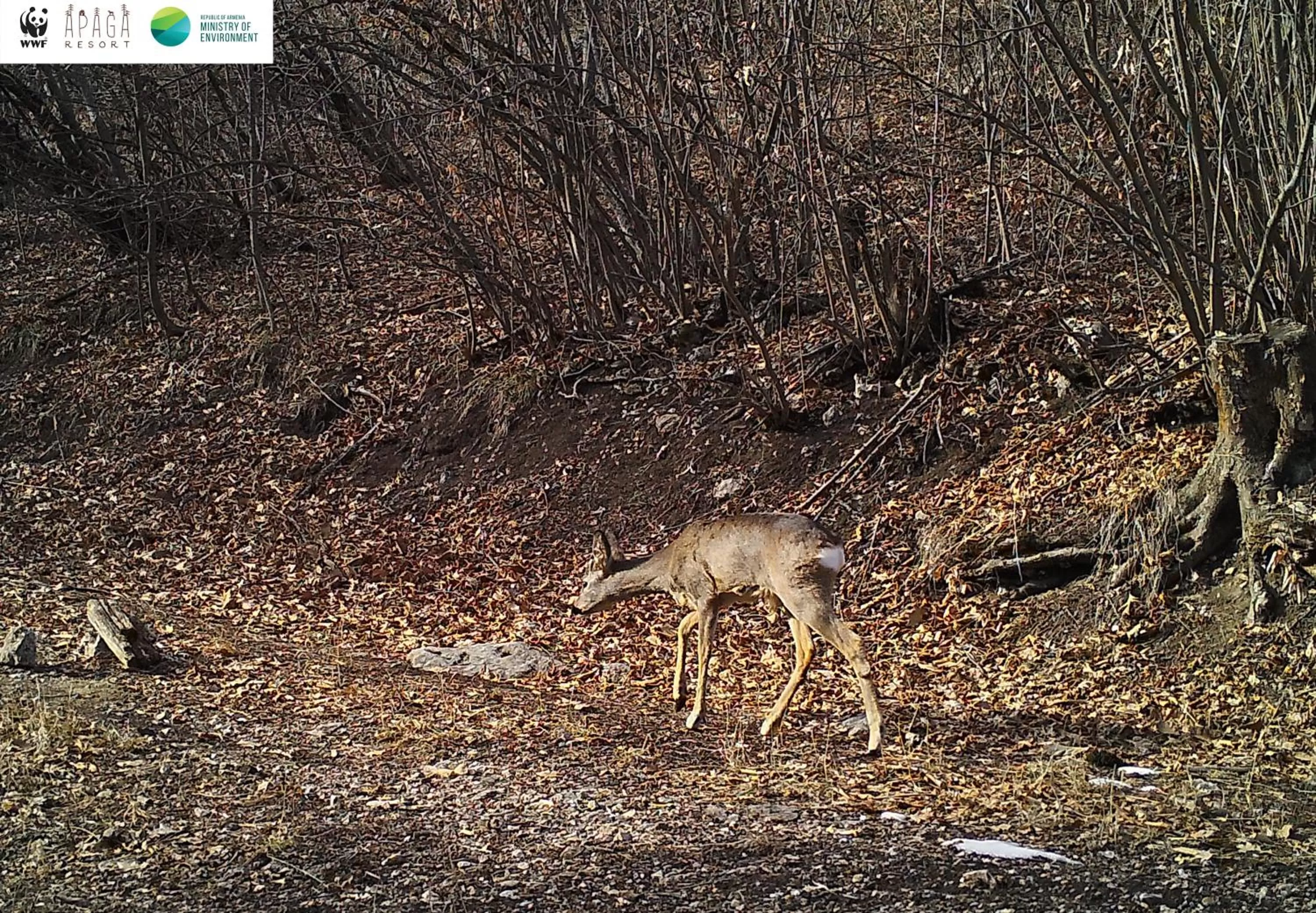 Animals, Other Animals in Apaga Resort