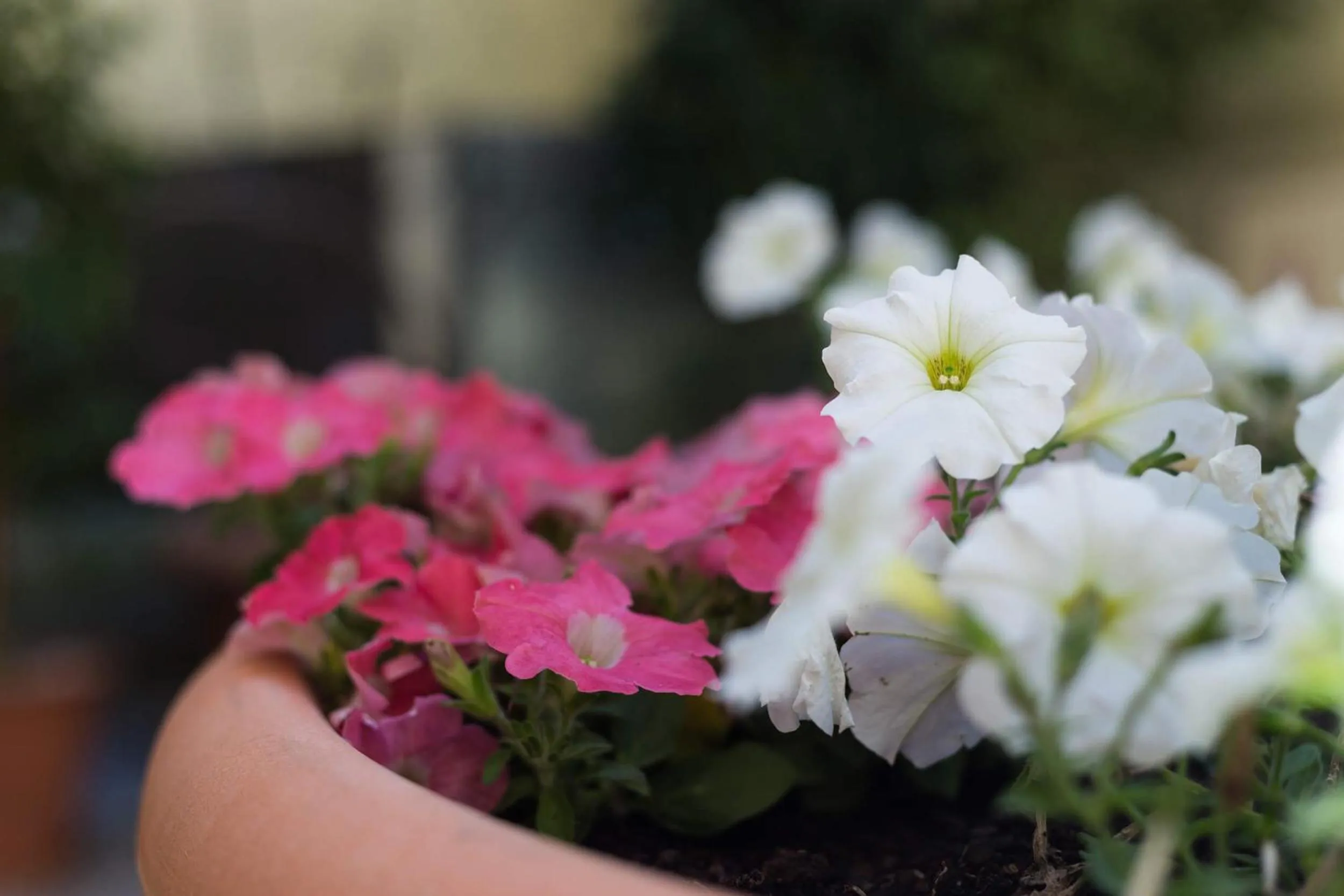 Decorative detail in Hotel Florescente