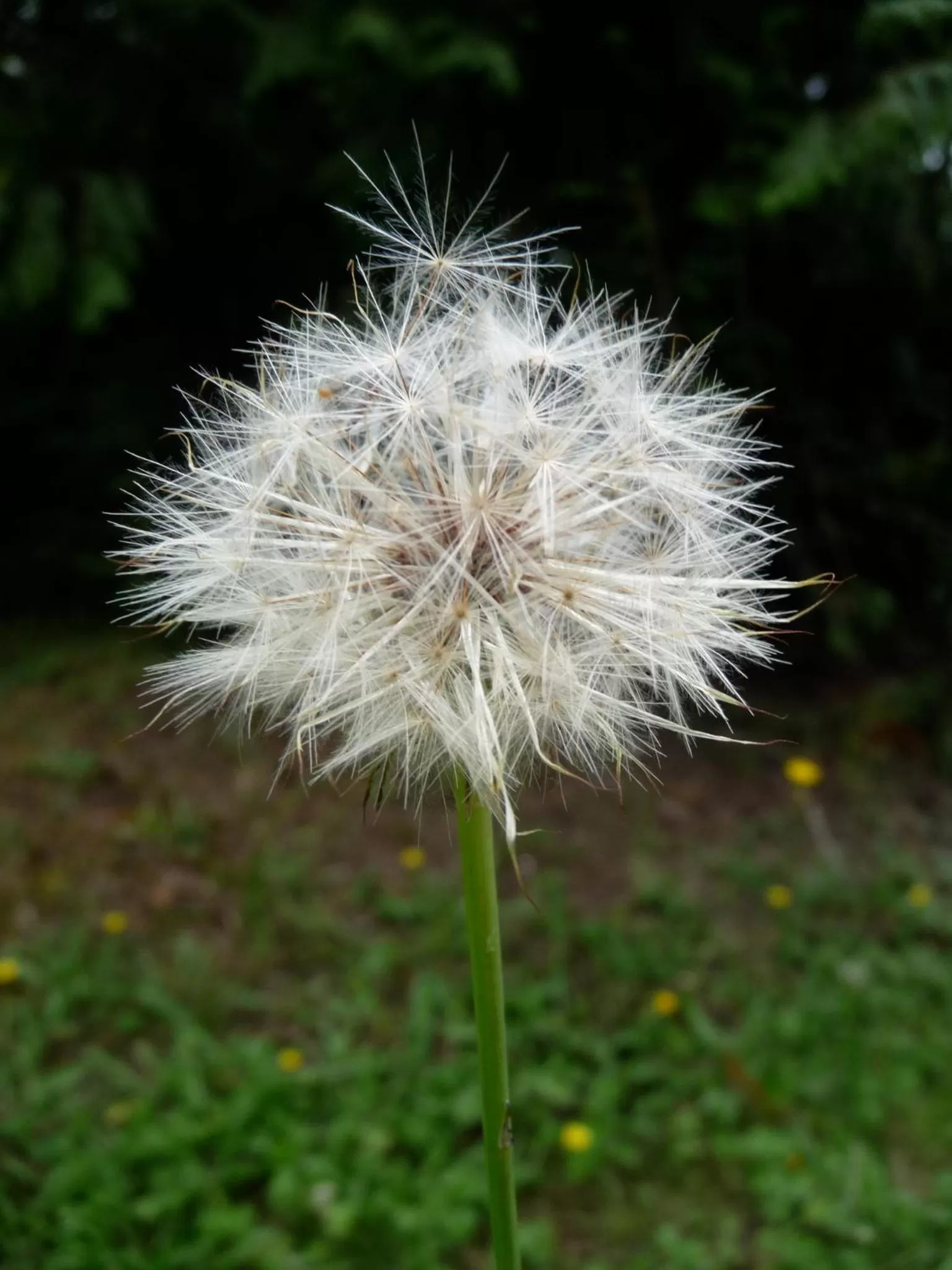 Garden in Magnolia Petal