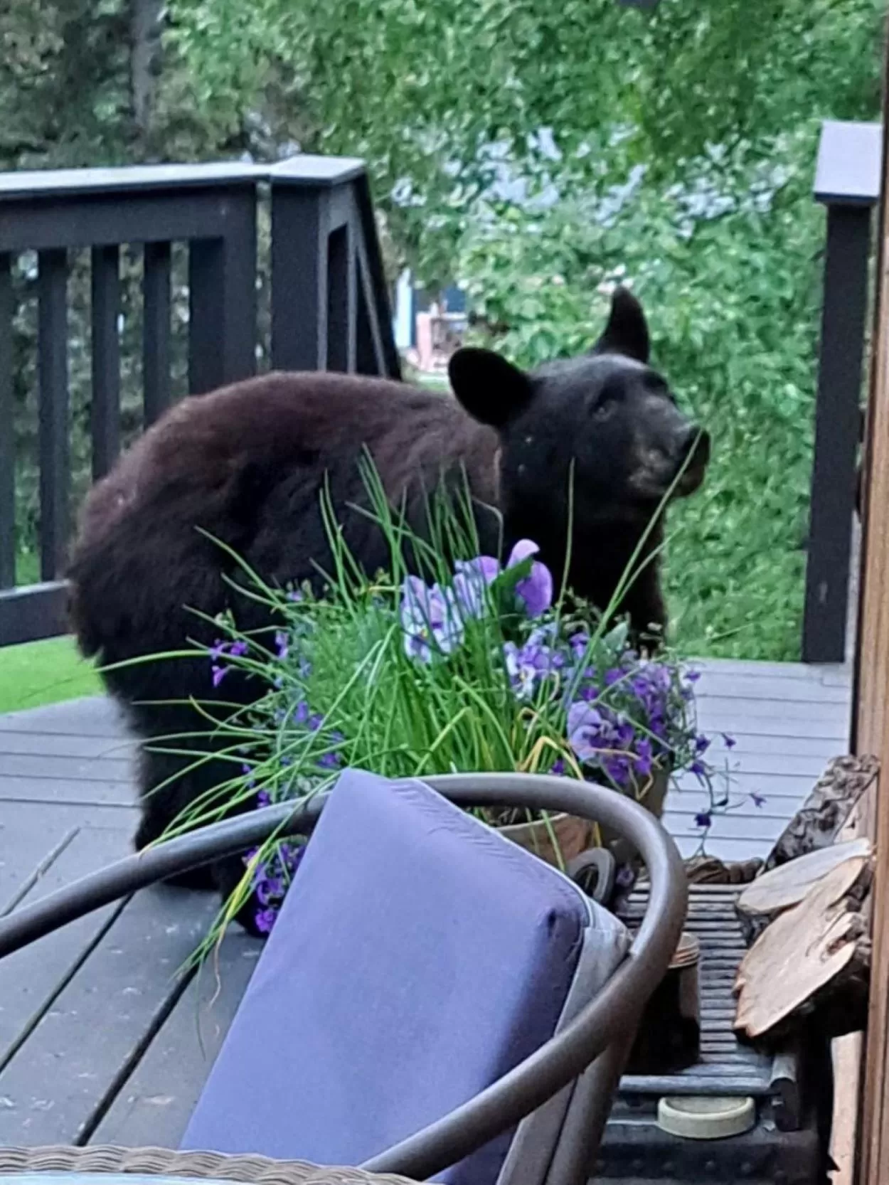 Alaska Chalet Bed & Breakfast