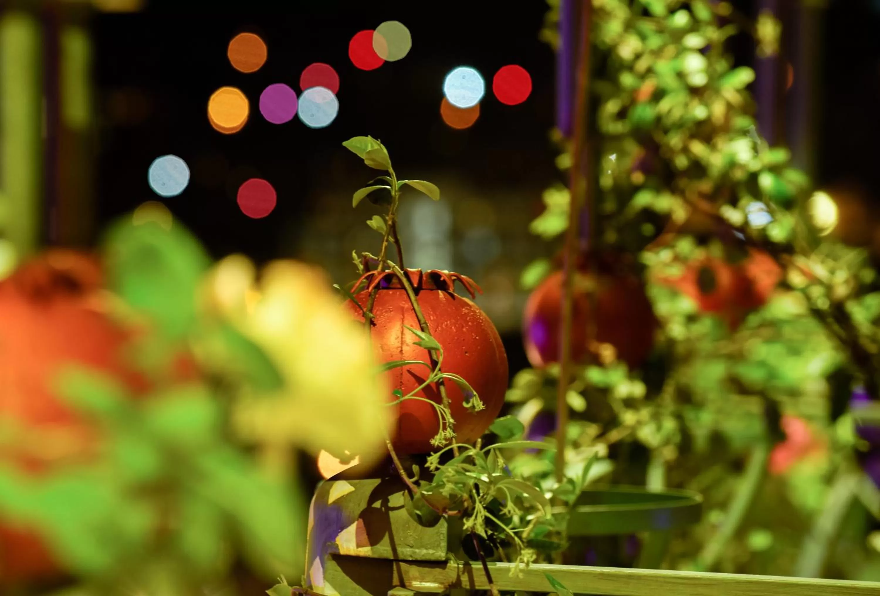 Garden in Brim Hotel