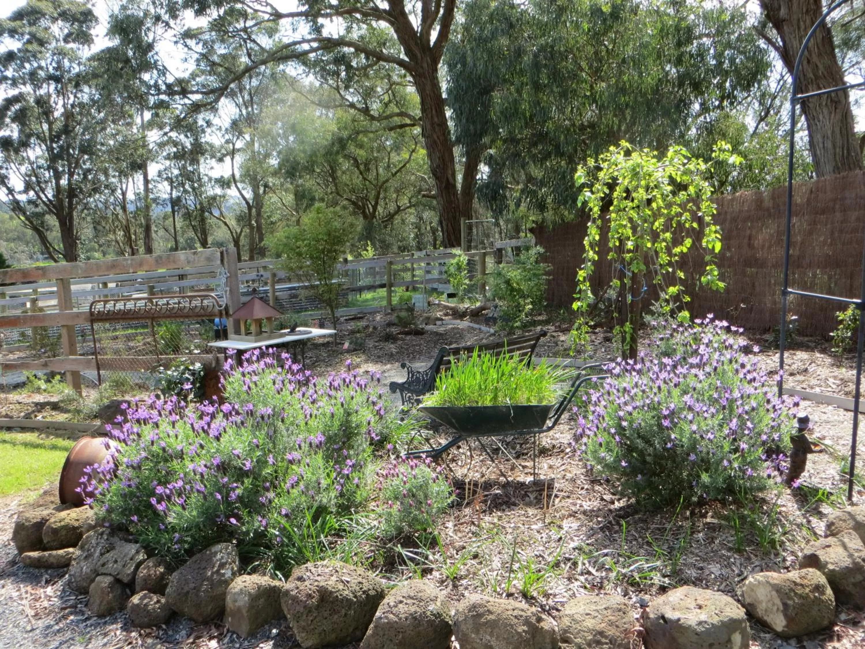 Garden in Honeyeater Cottage