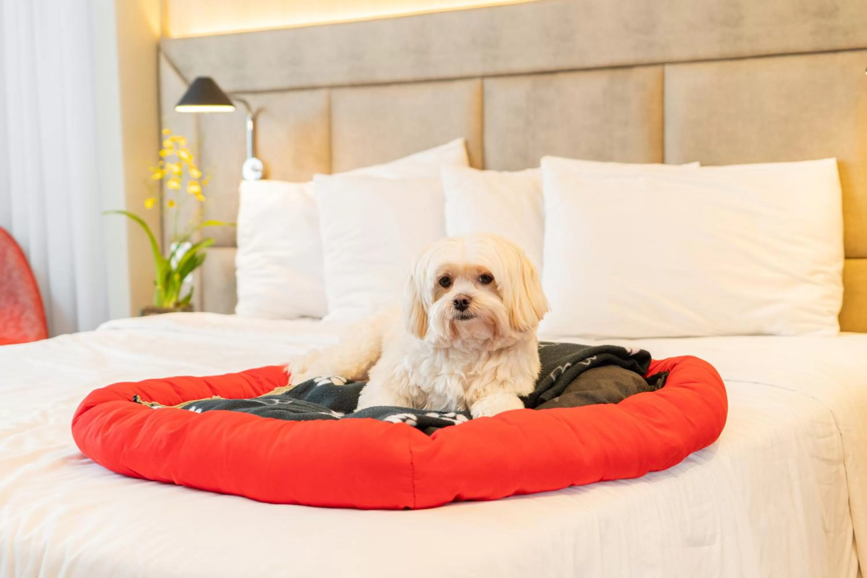 Pets, Bed in Mercure Sao Paulo Jardins