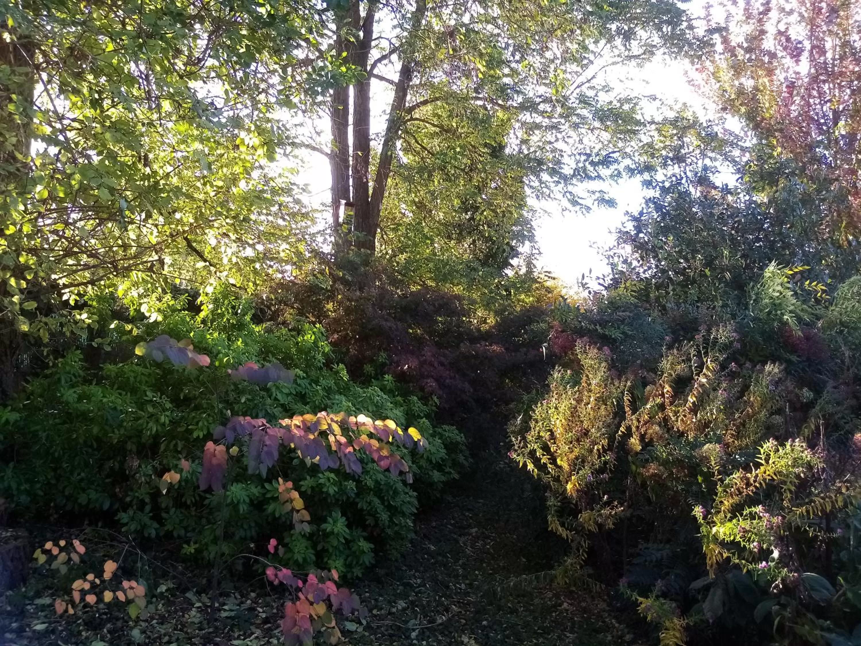 Garden in Hissele