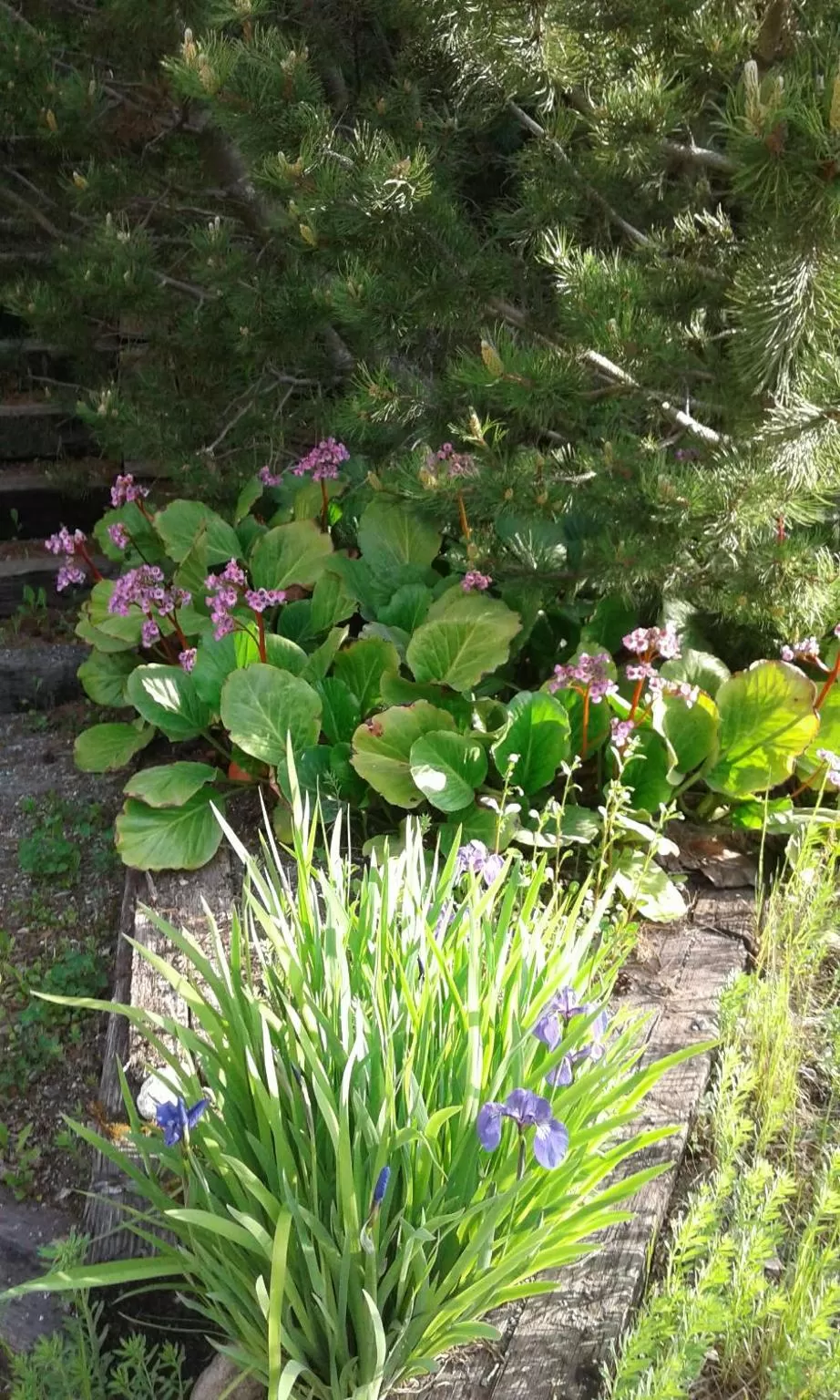 Alaska Chalet Bed & Breakfast