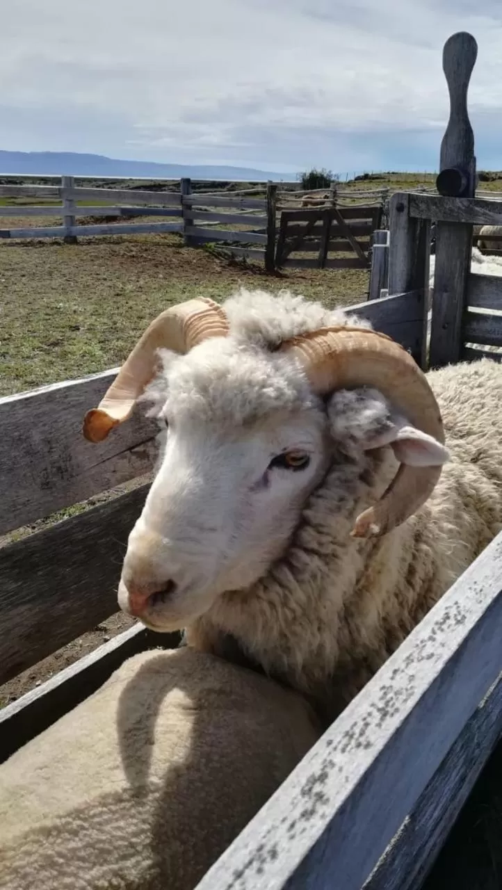 Pets in Hostería El Galpón Del Glaciar