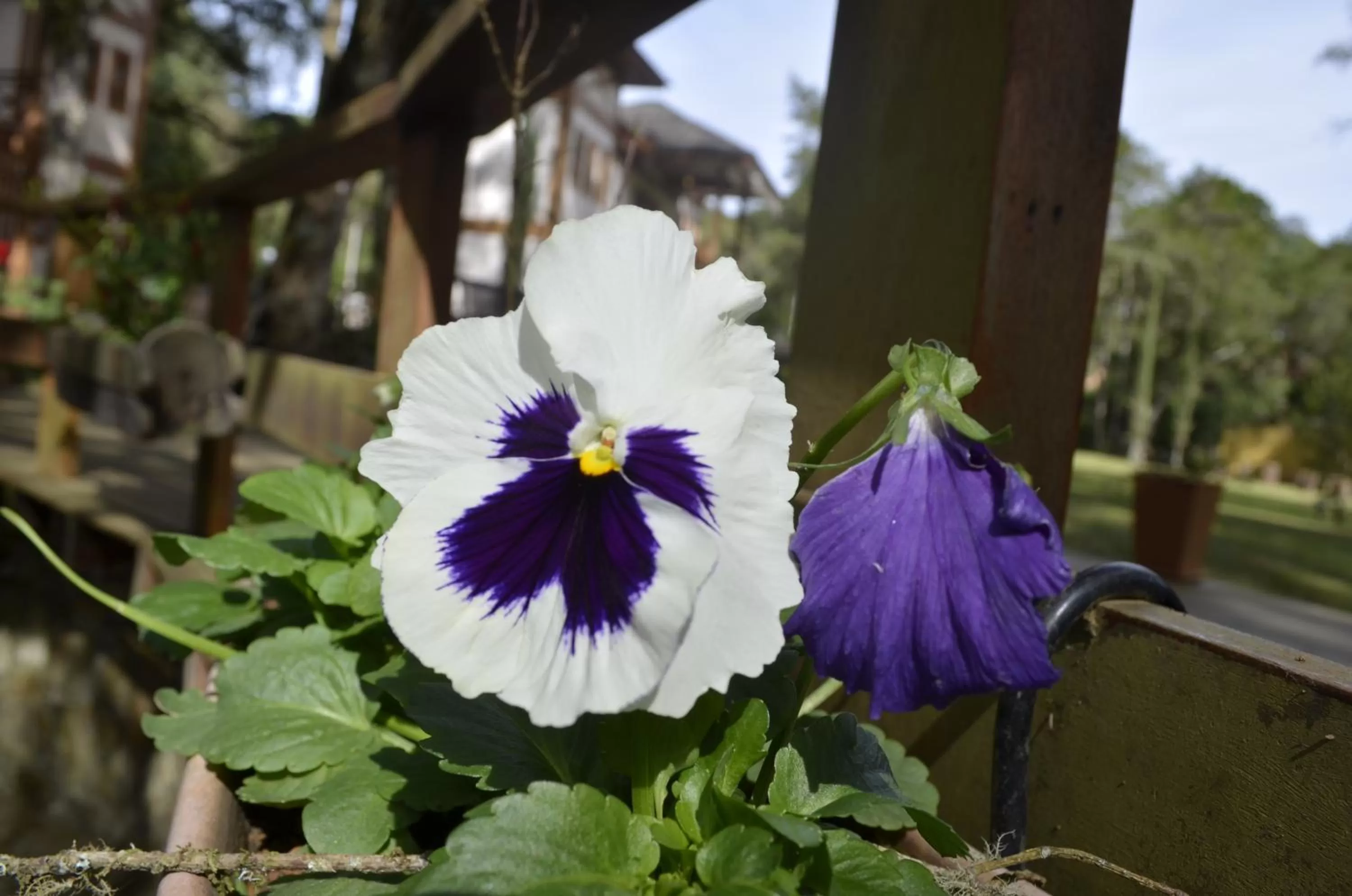 Garden view in Pousada Toca Da Coruja