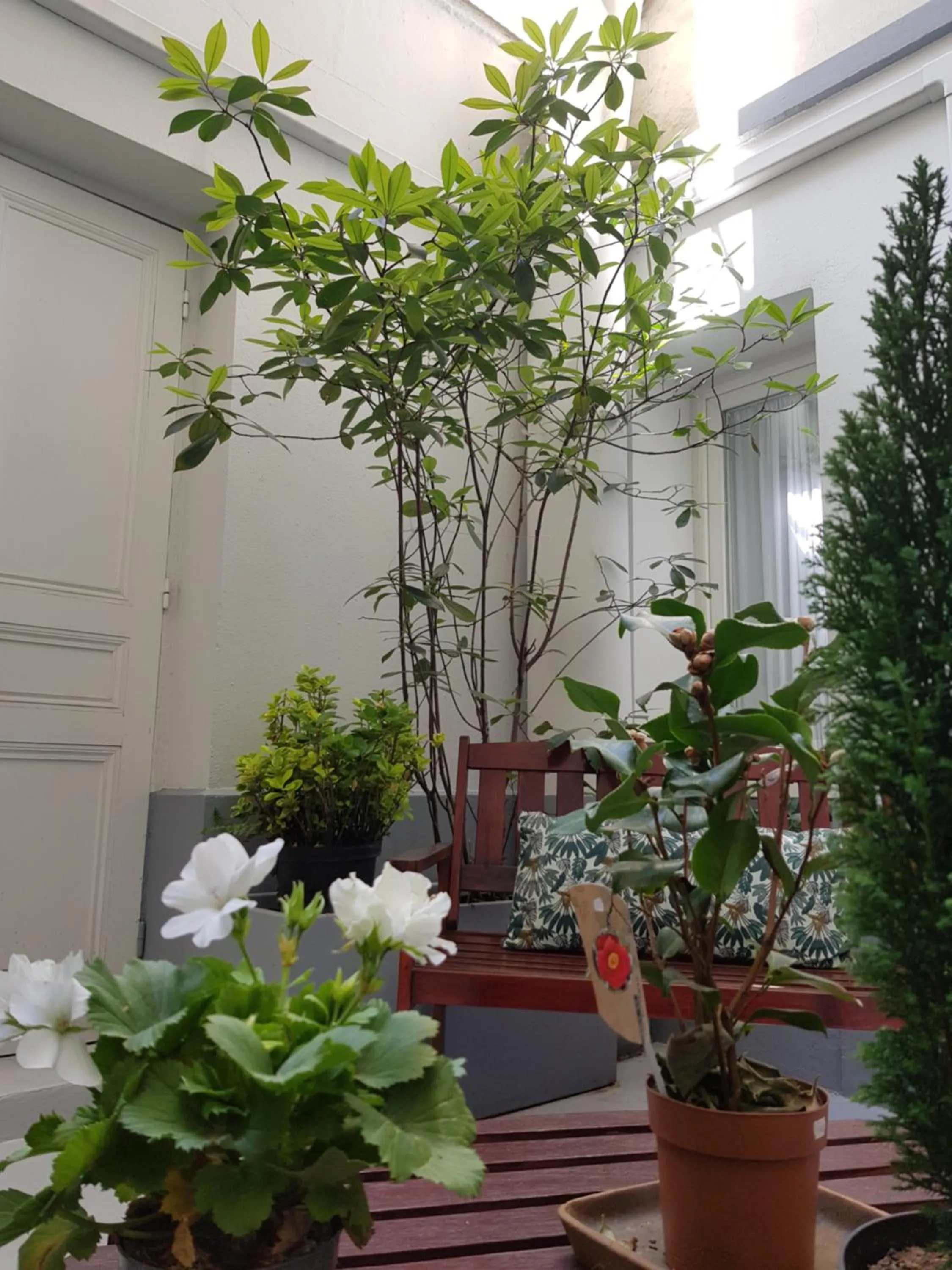 Garden view in HOTEL ALISON