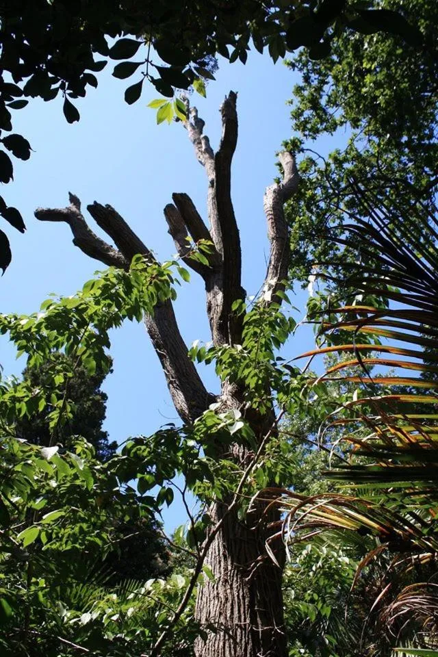 Garden in Hikurangi StayPlace