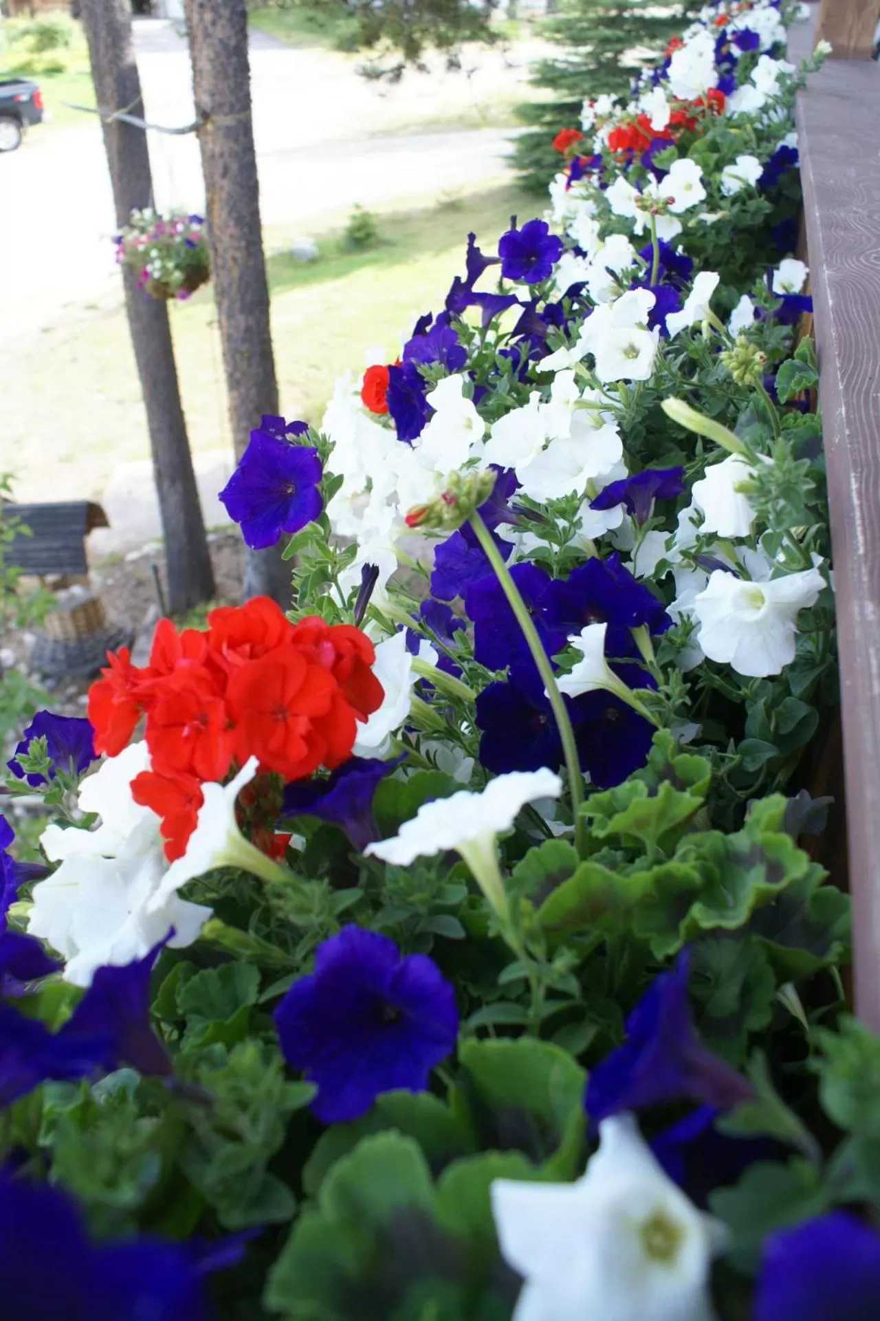 Balcony/Terrace in Alpenglow Bed and Breakfast