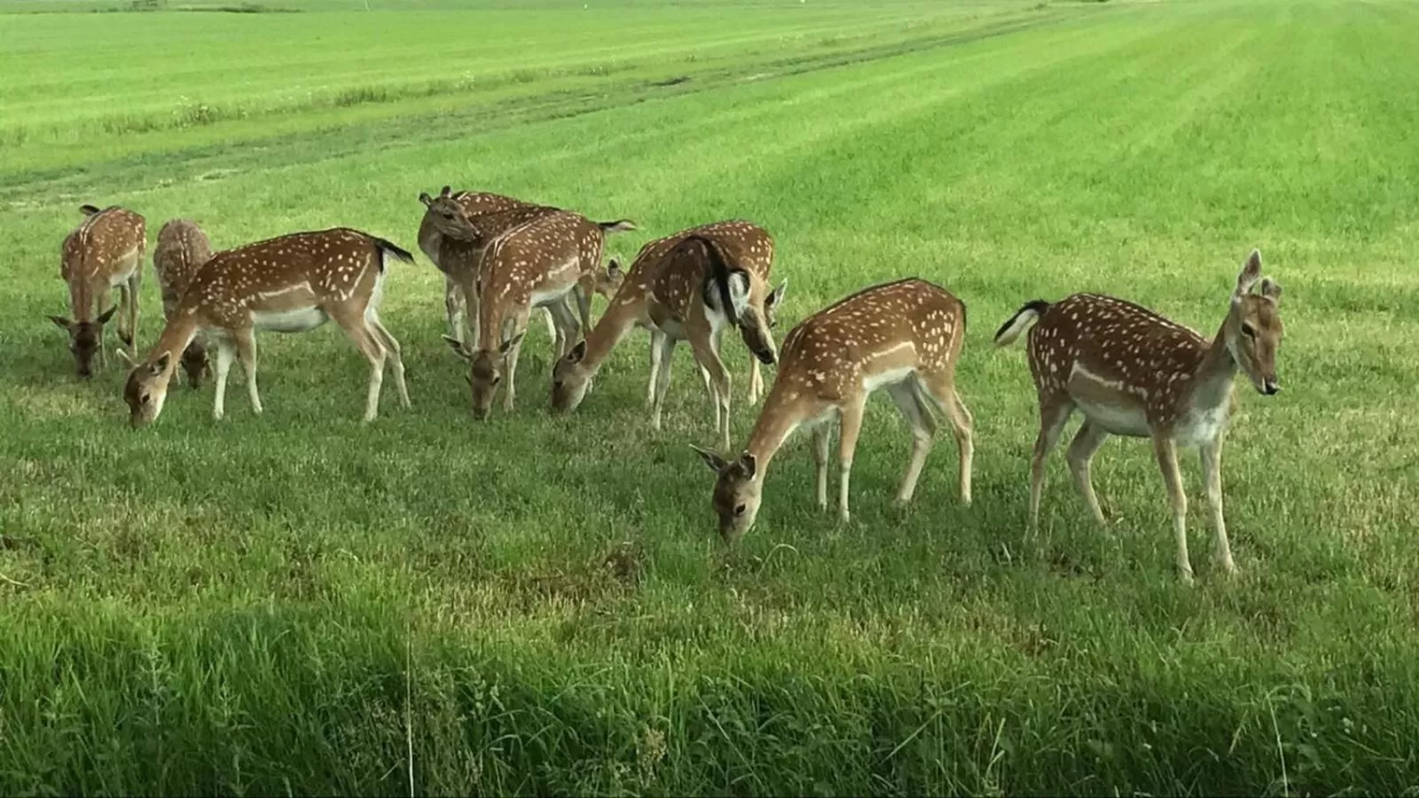 Animals in Mooiverblijf