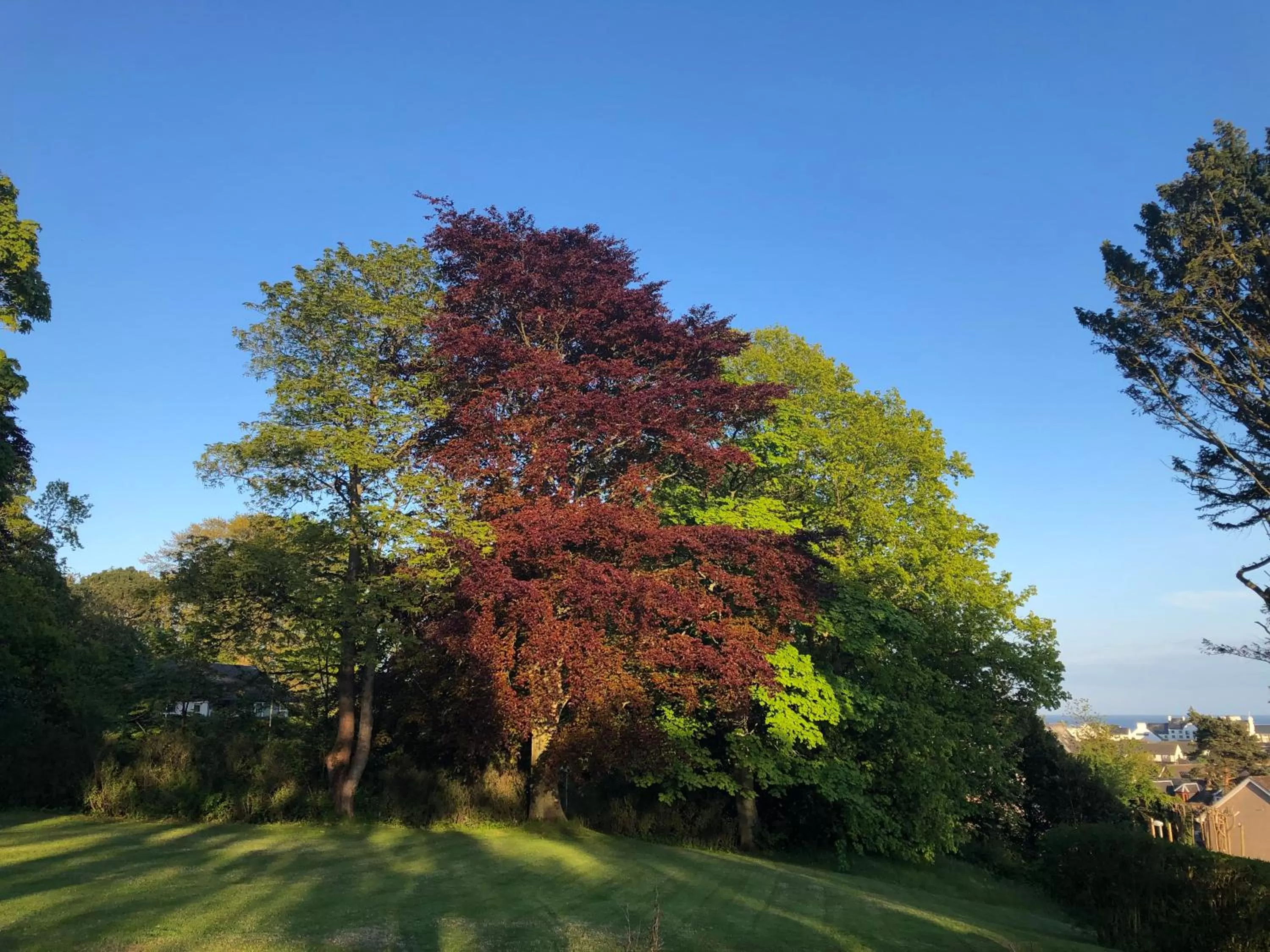 Autumn in Morven Guest House Carnoustie